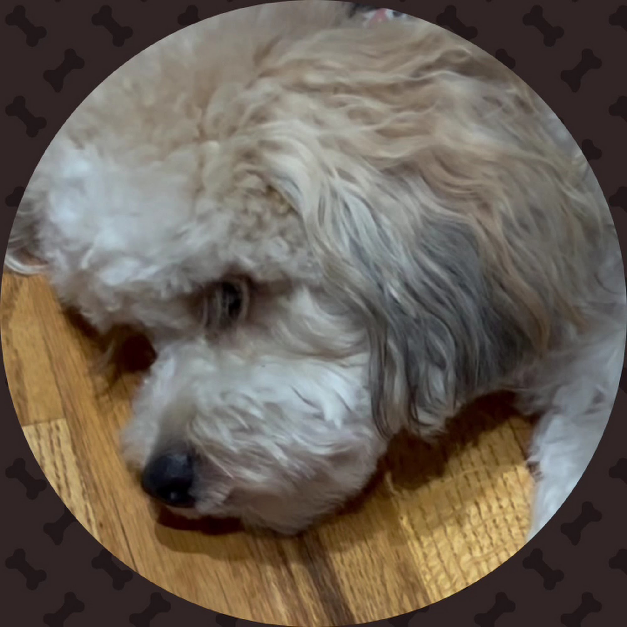 L & L Puppy Patch Godley