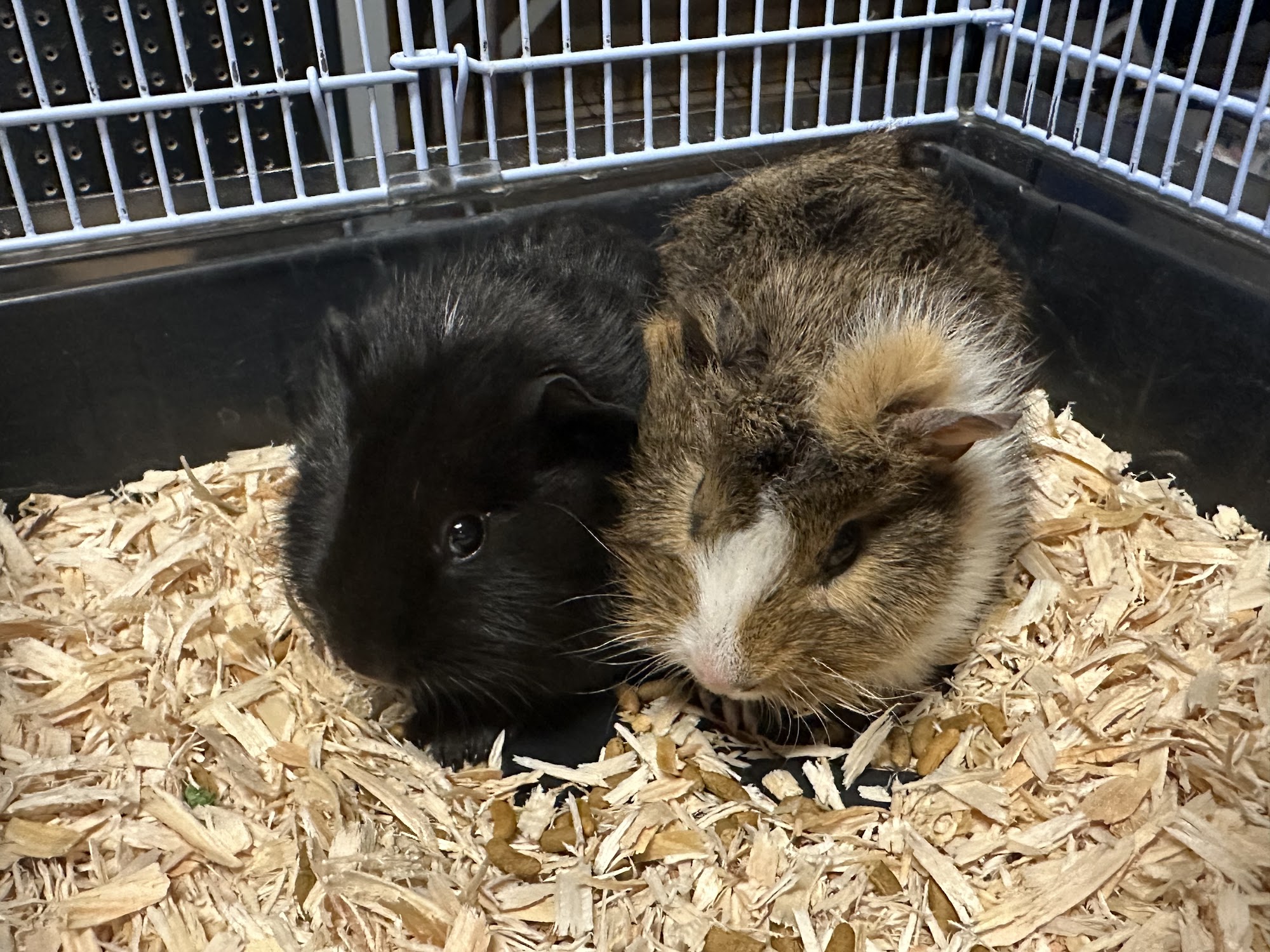 Loving Naturals Pet Palace Graham