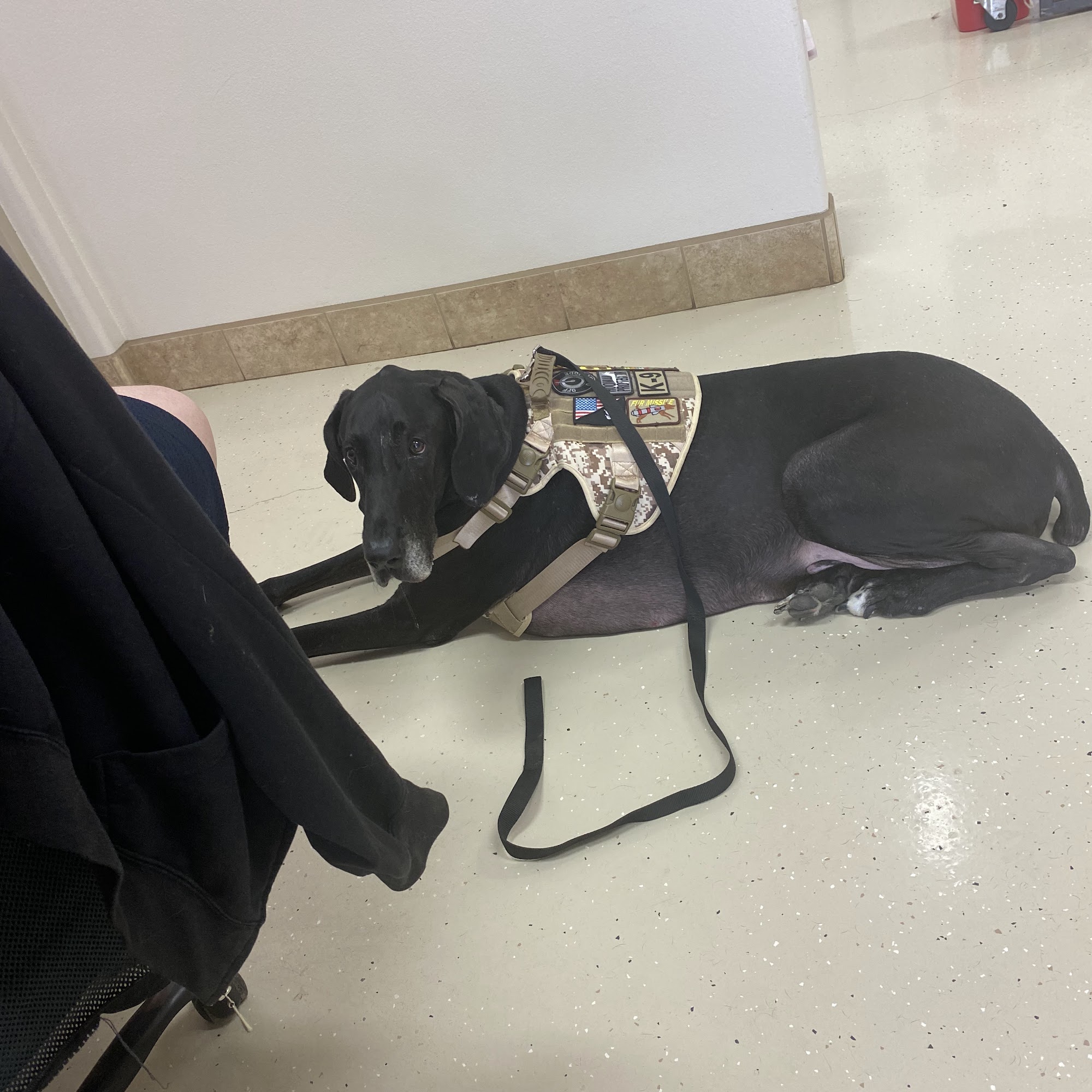 All Creatures Animal Hospital Granbury