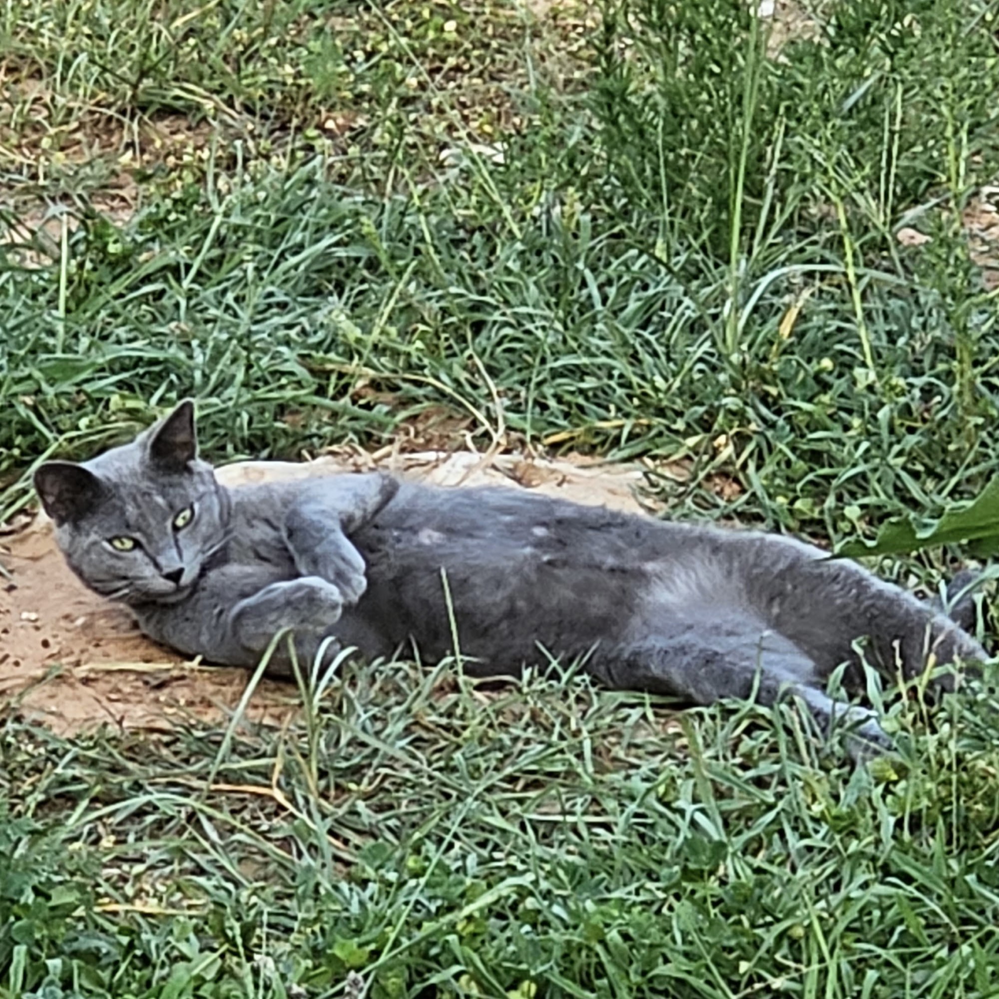 Town & Country Animal Clinic Granbury