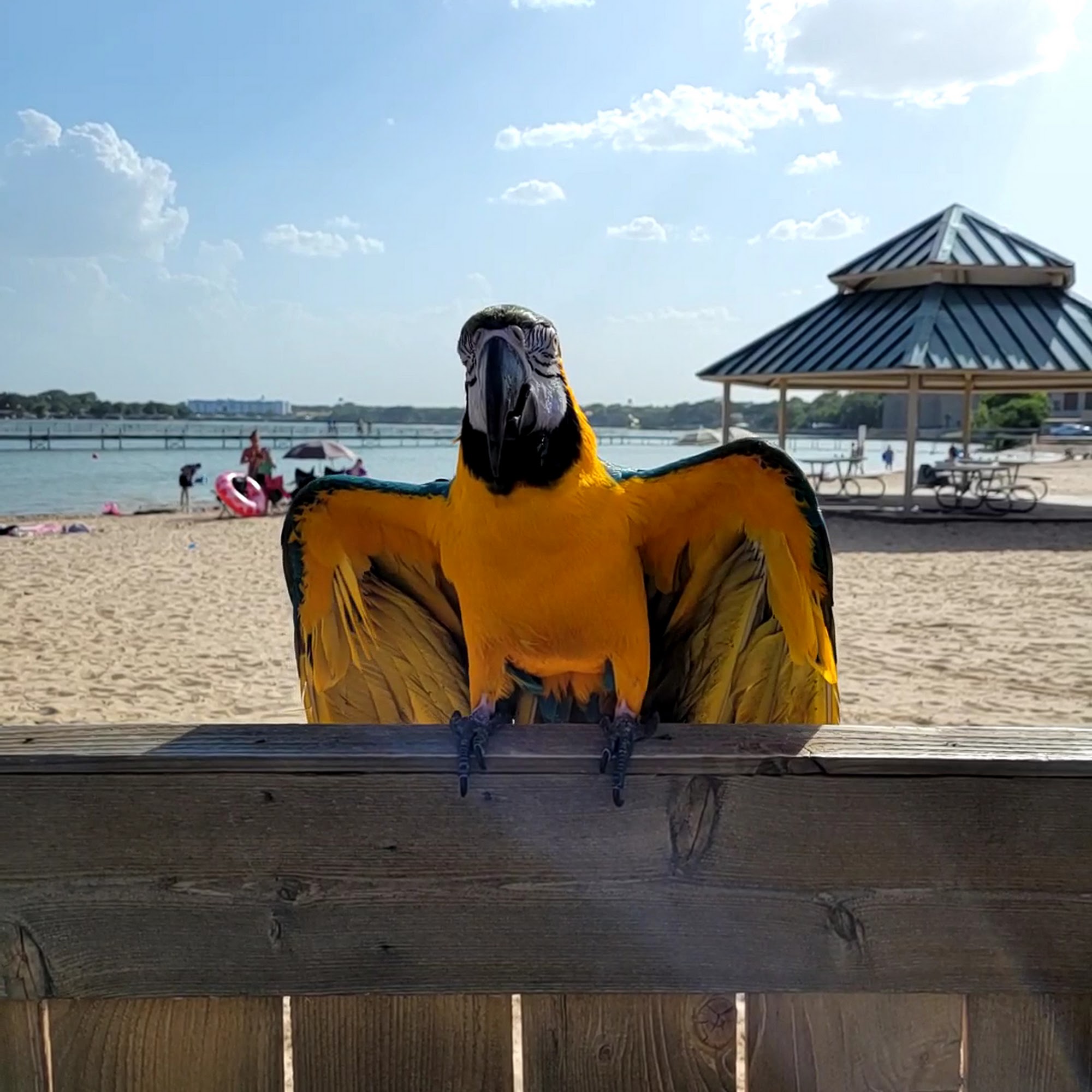 The Pet Hospital of Granbury Granbury