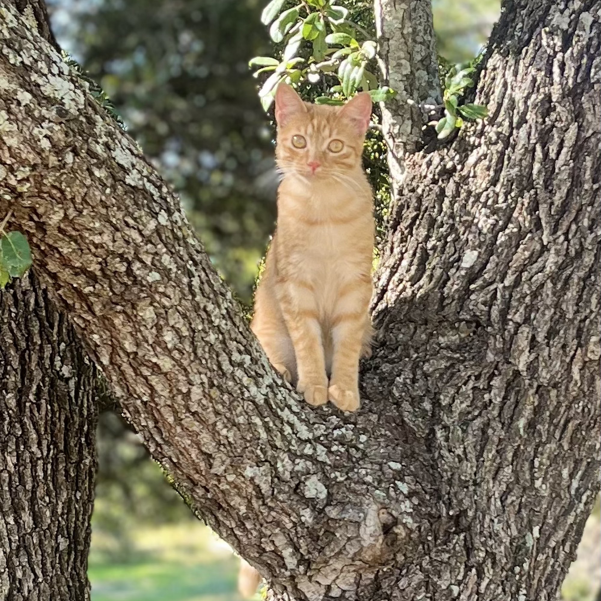 Granbury Animal Clinic - Pecan Plantation Granbury