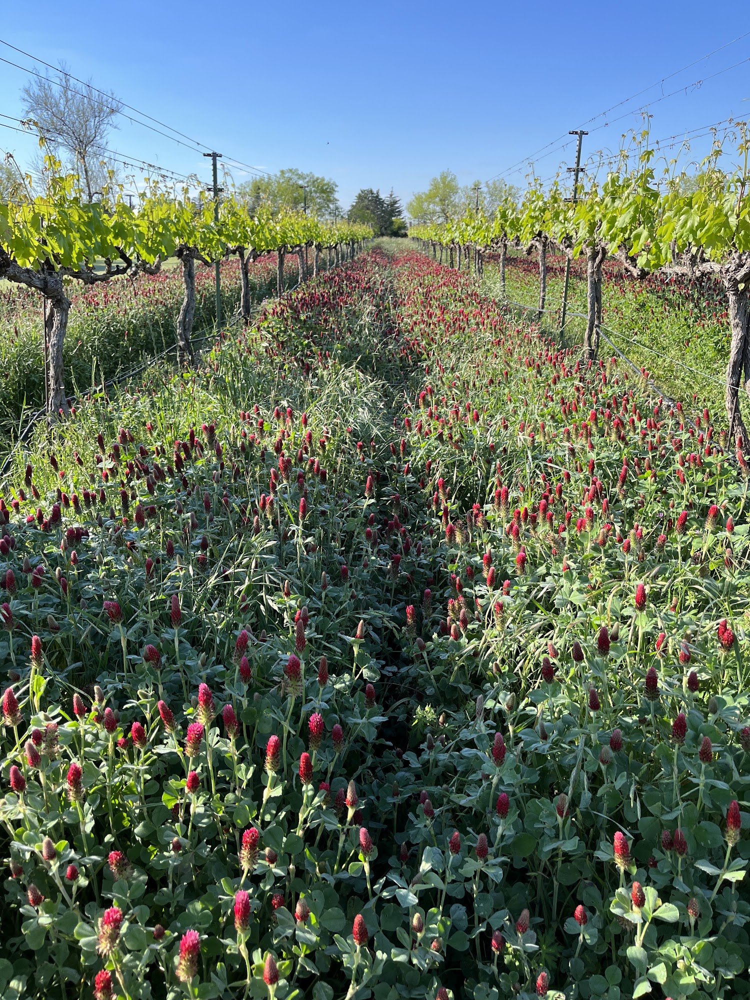 Barking Rocks Vinyard & Winery Granbury