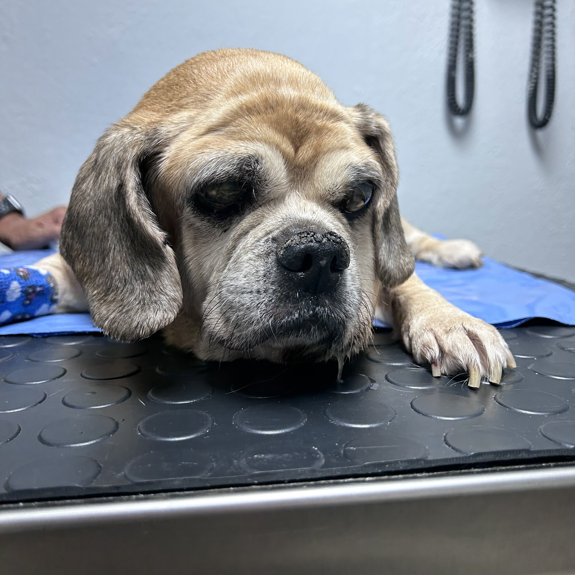 Carrier Animal Hospital Grand Prairie