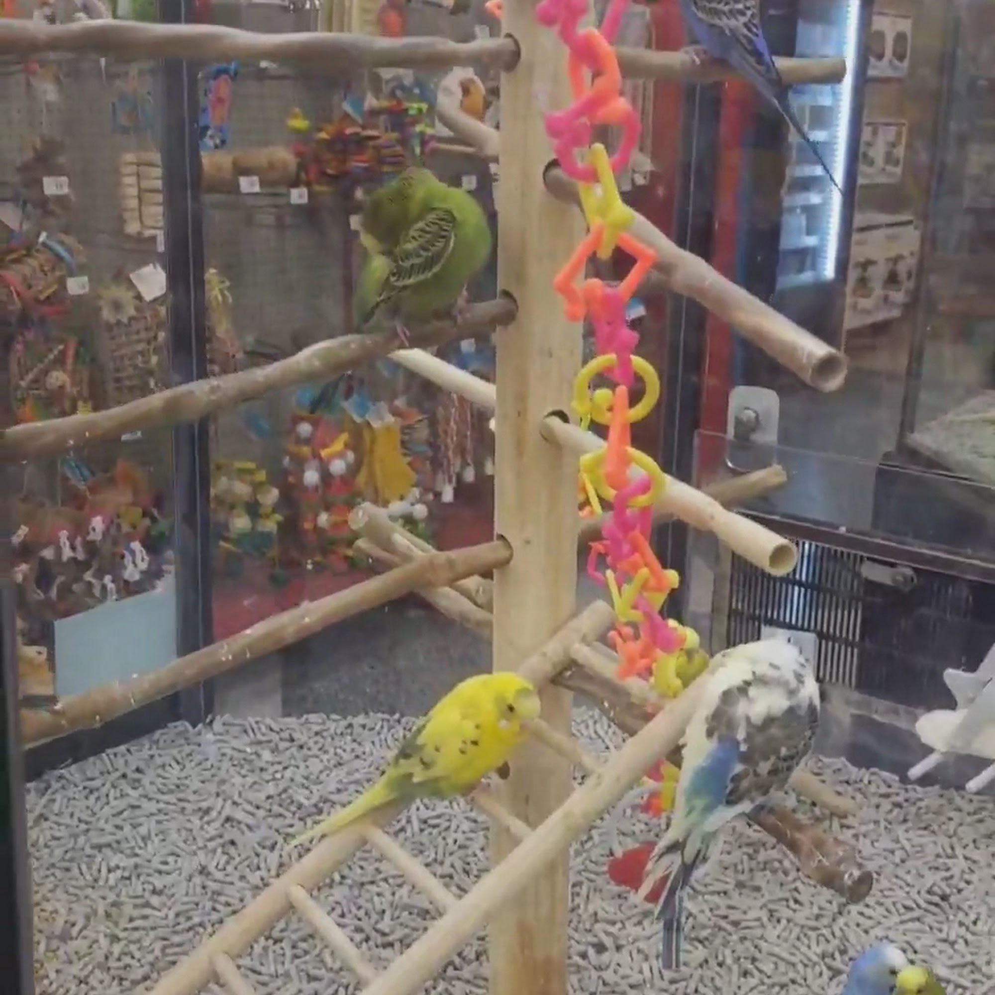 Petco Grapevine