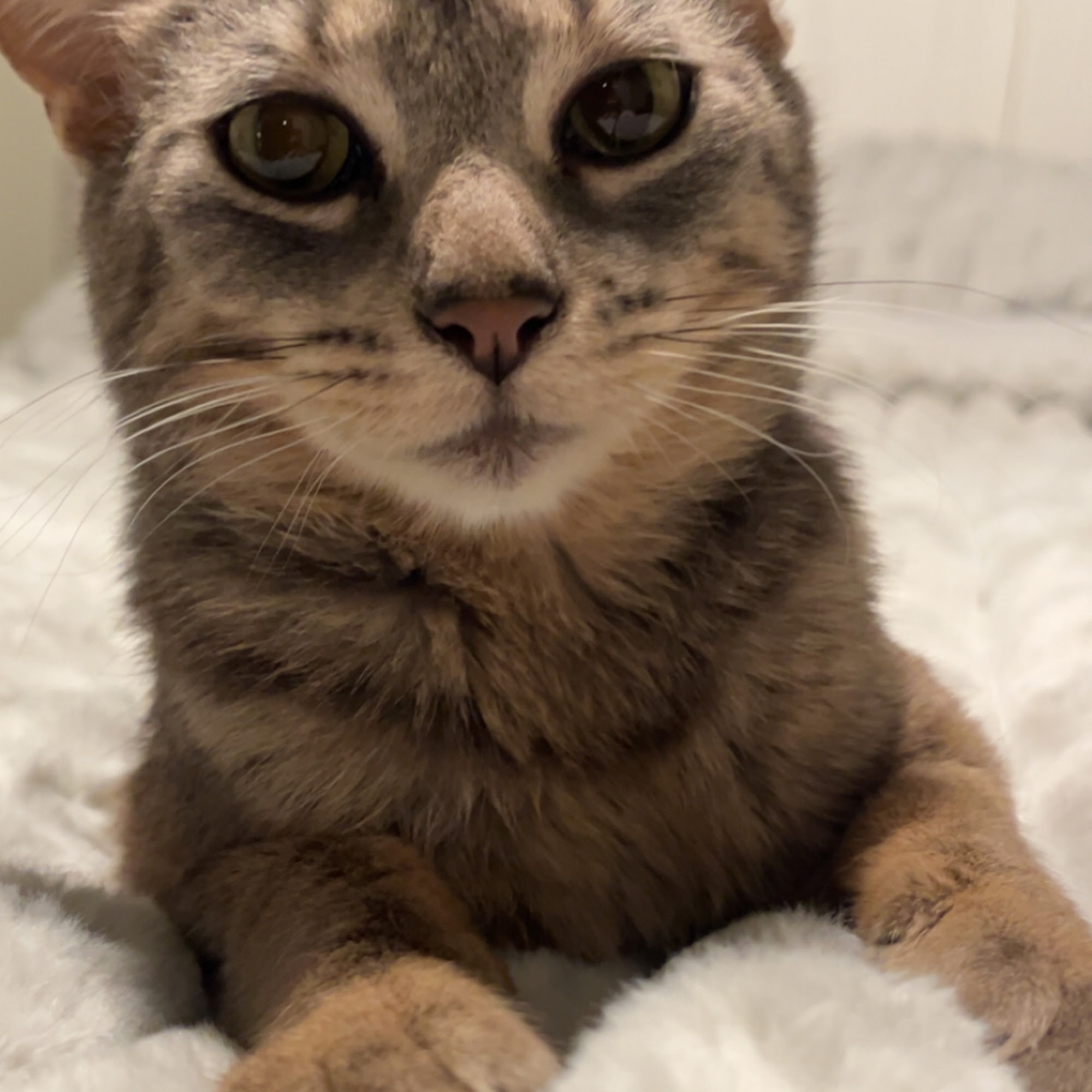 Family Pet Clinic of Grapevine Grapevine