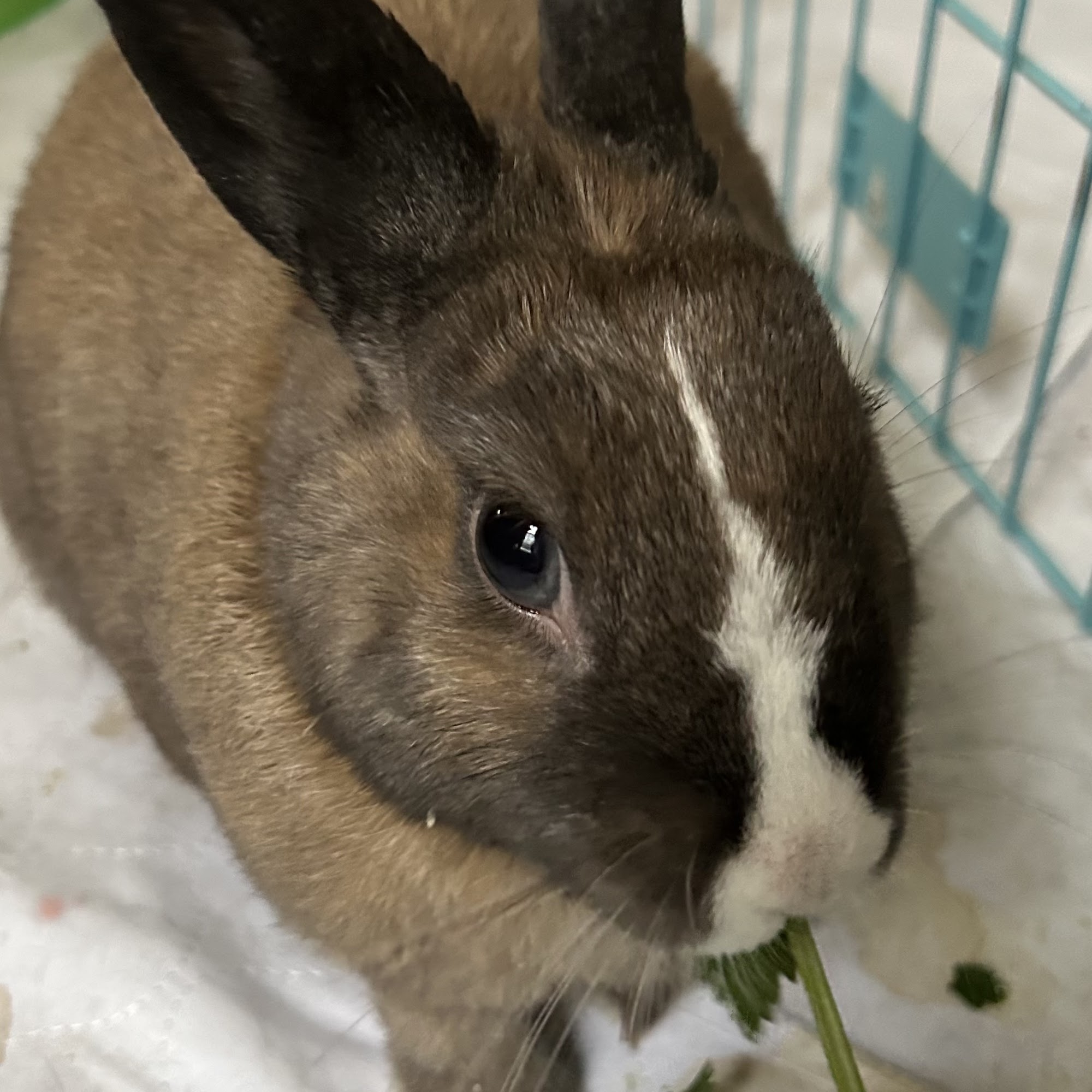 Animal Emergency Hospital of North Texas Grapevine