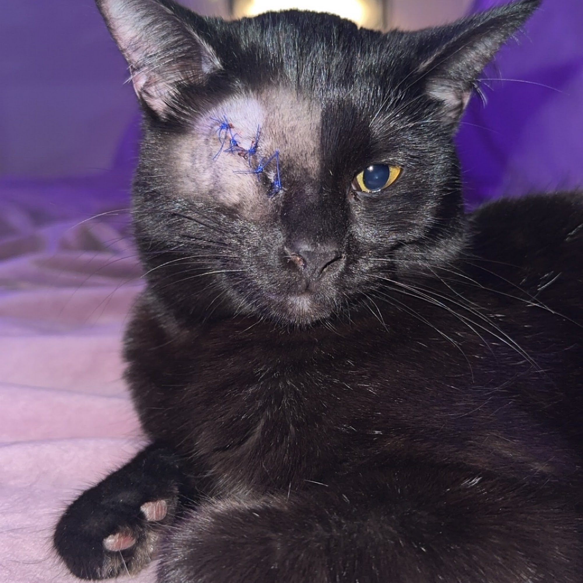 Animal Ophthalmology Clinic Grapevine