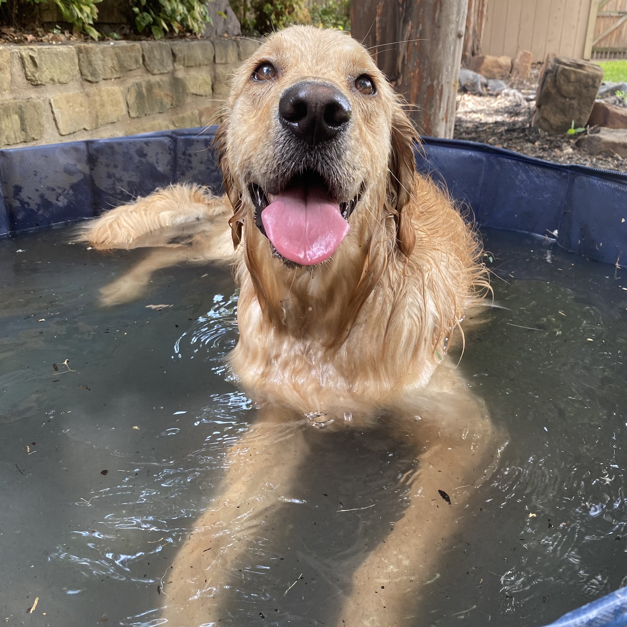 Timberline Veterinary Hospital Grapevine