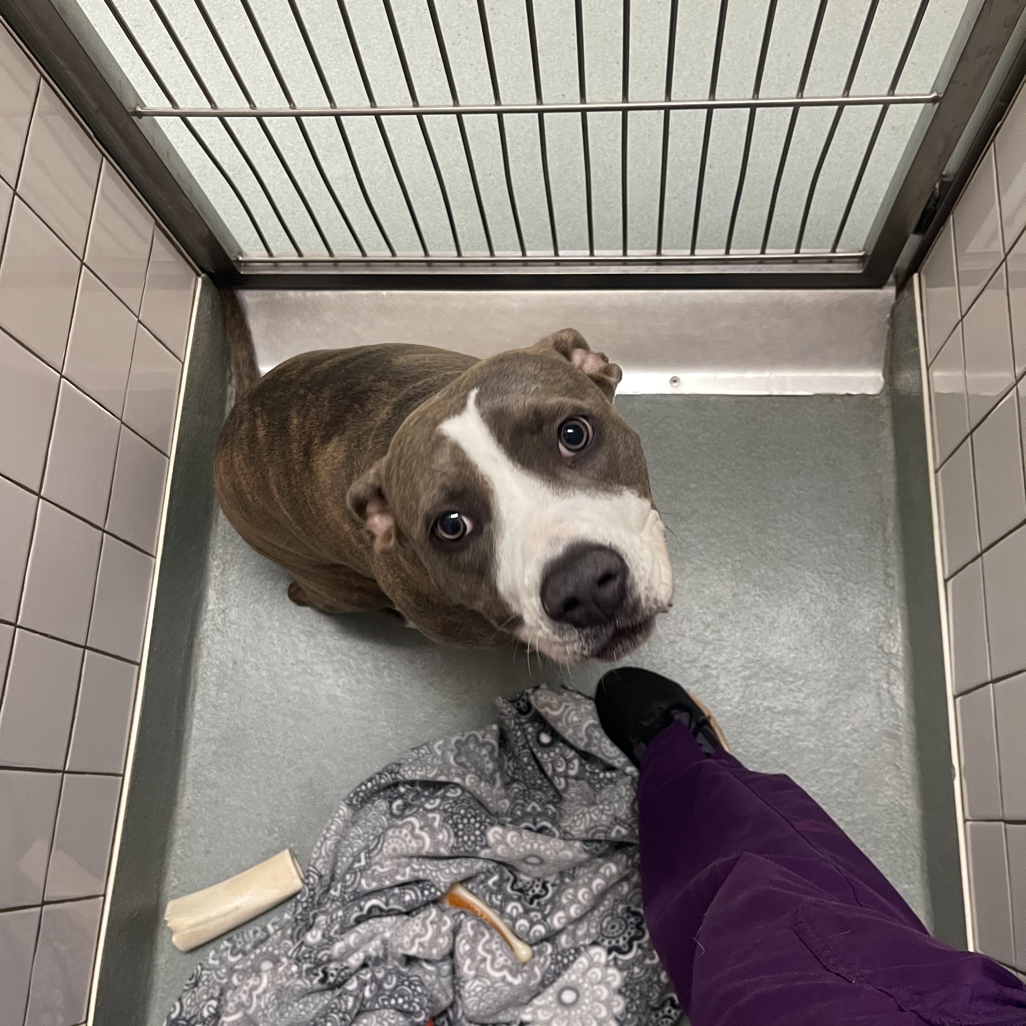 Northwest Animal Hospital Grapevine