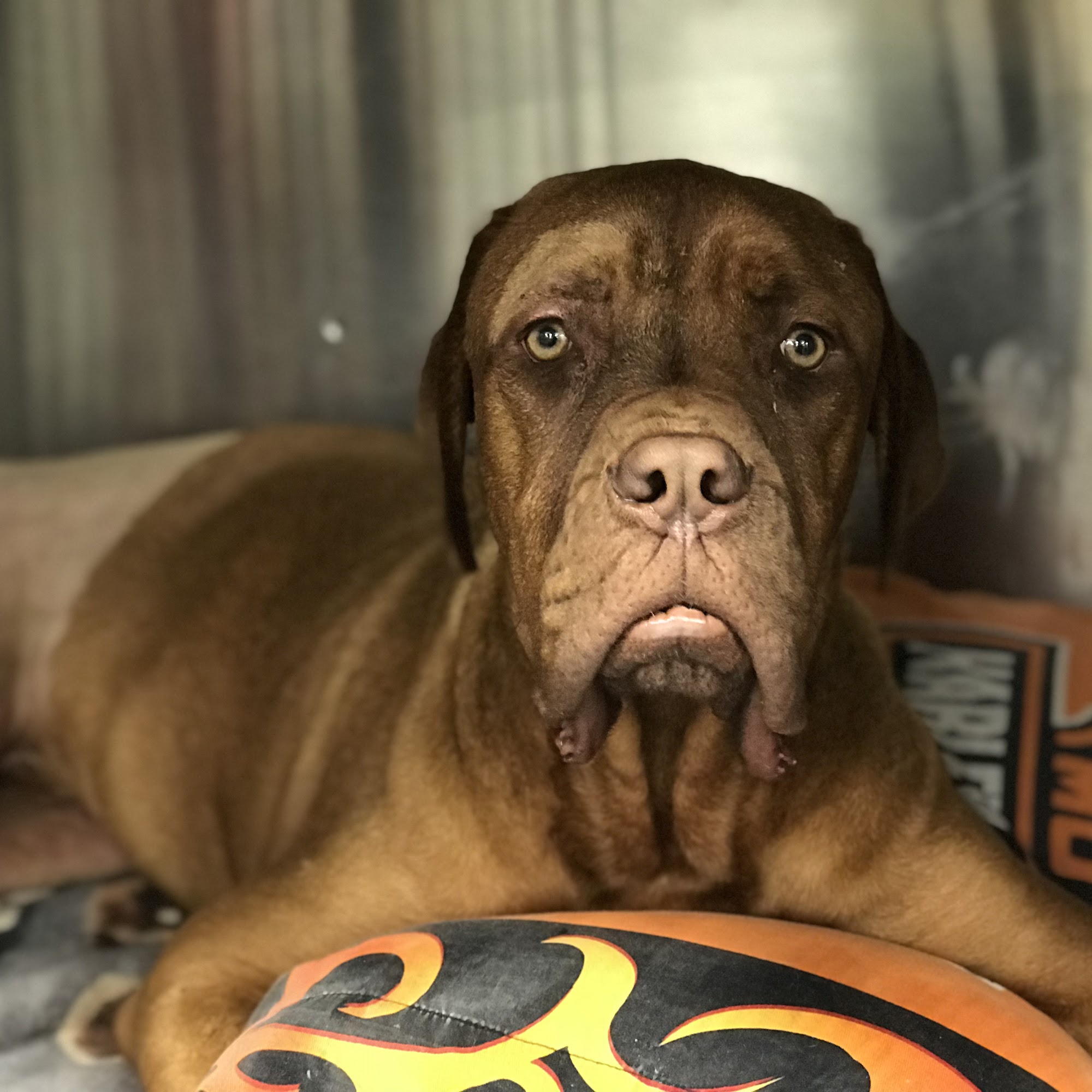 Greenville Animal Hospital Greenville