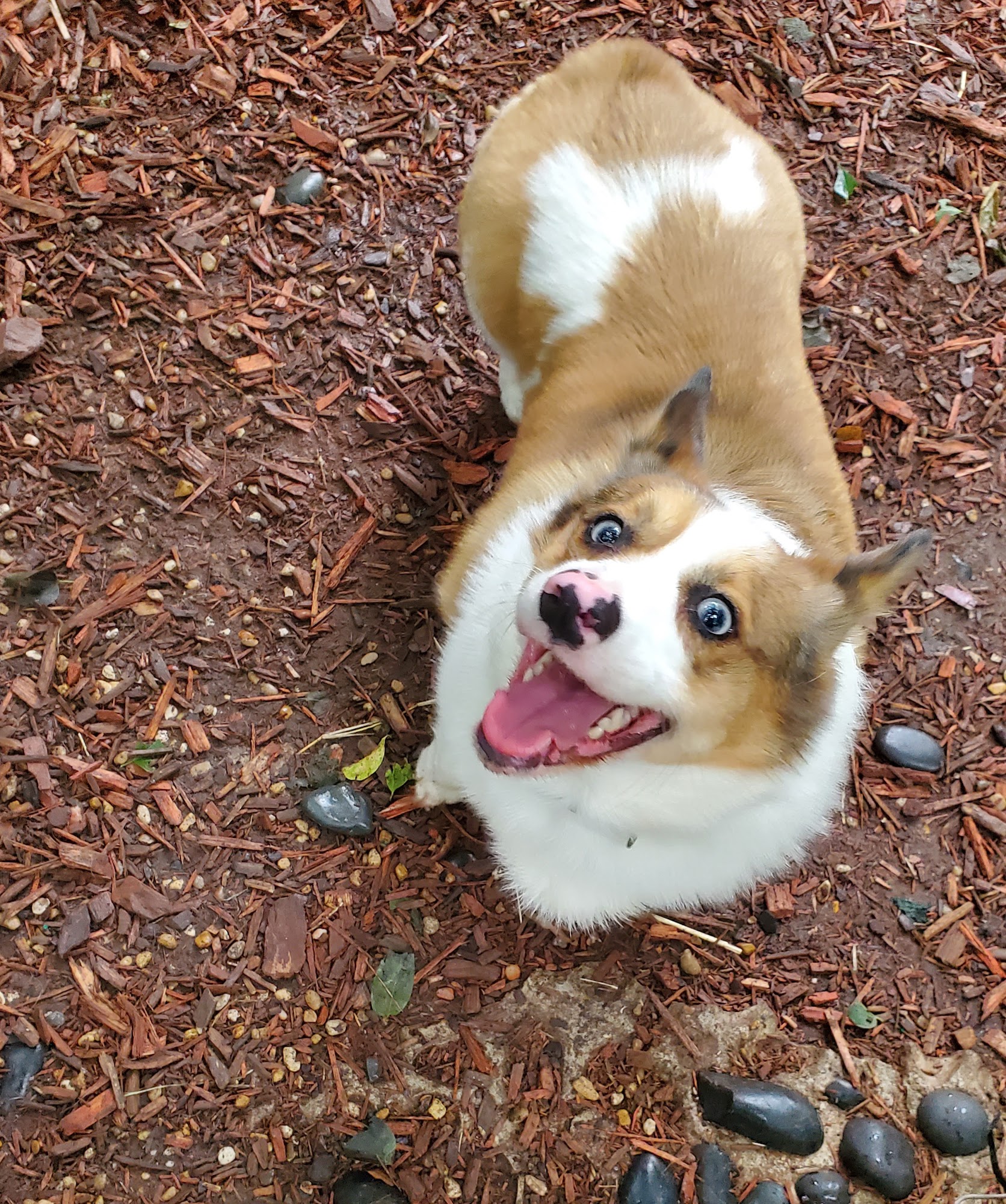 Moonlight Shadow Ranch Pet Resort Greenville