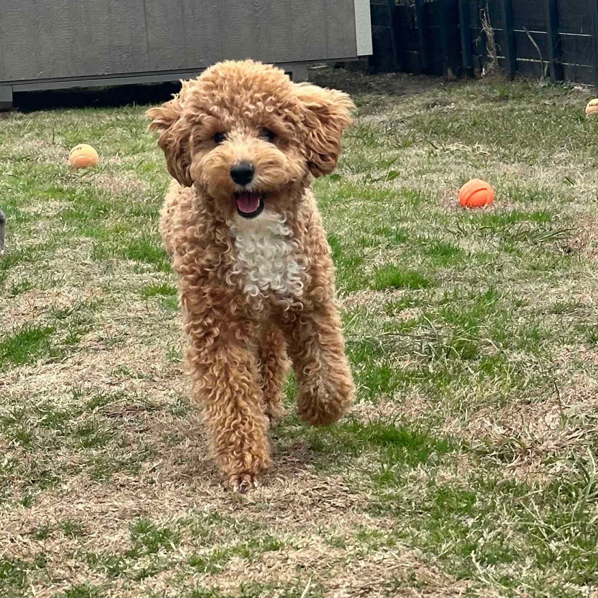 Bay's "Almost Home" Pet Resort Greenville