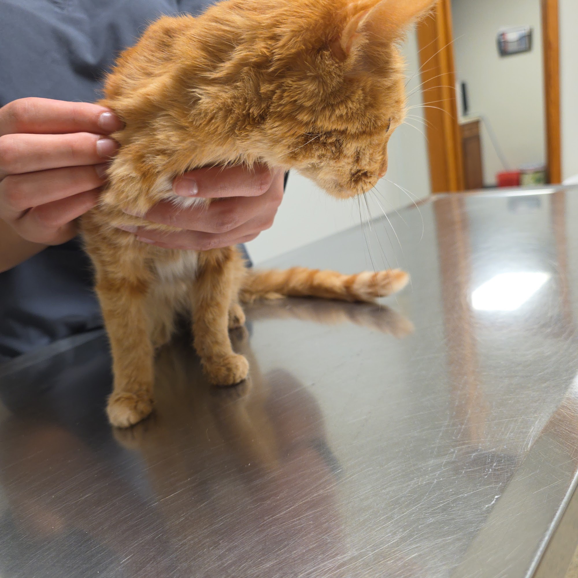 Groves Veterinary Clinic Groves