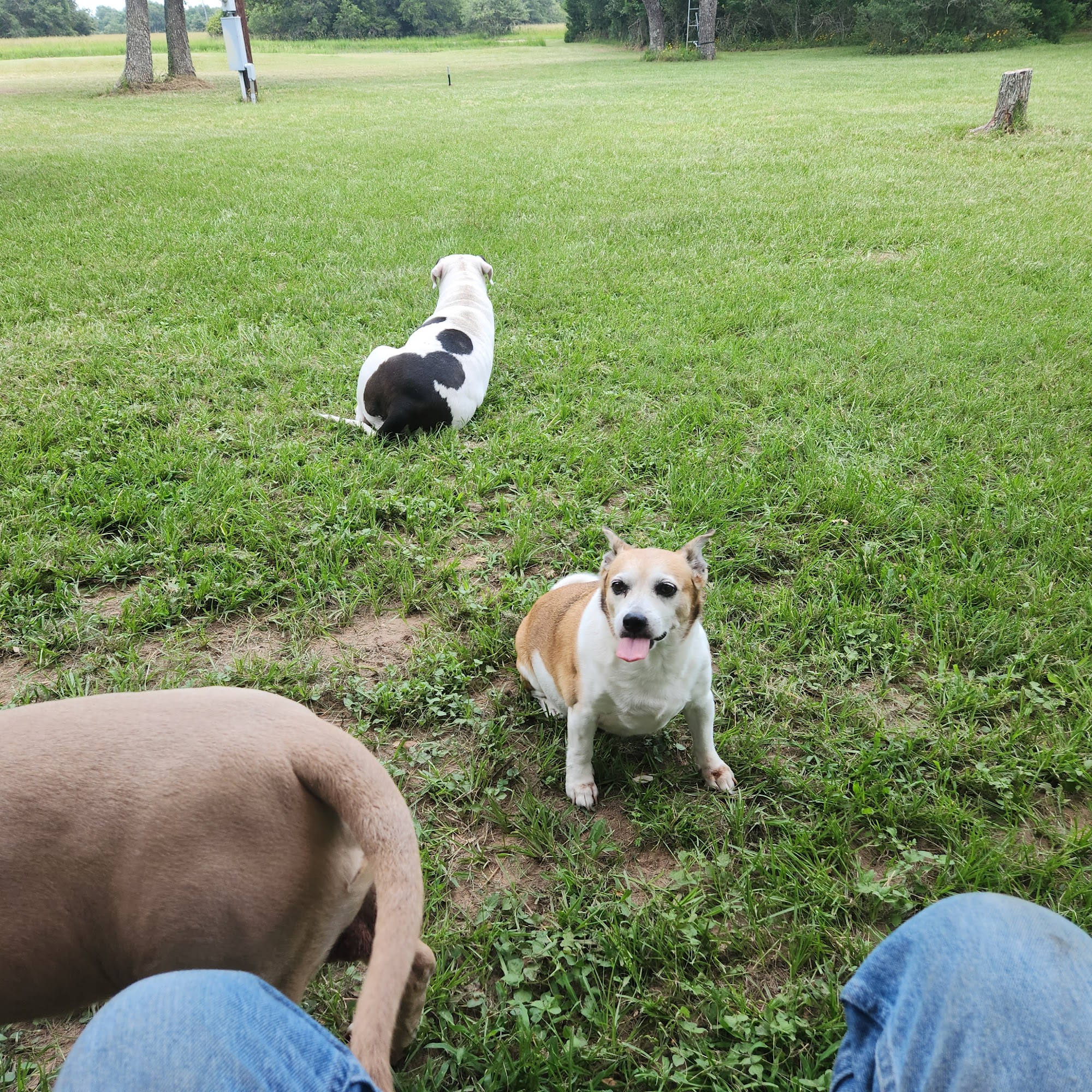 Hallettsville Veterinary Hospital Hallettsville