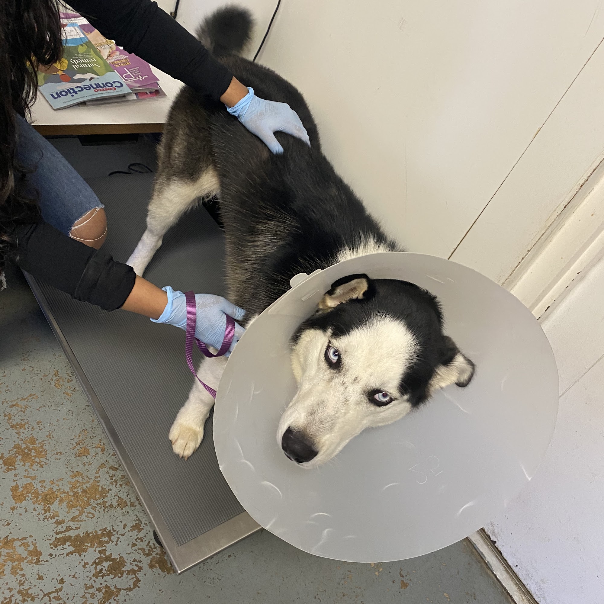 Broadway Animal Clinic Haltom City