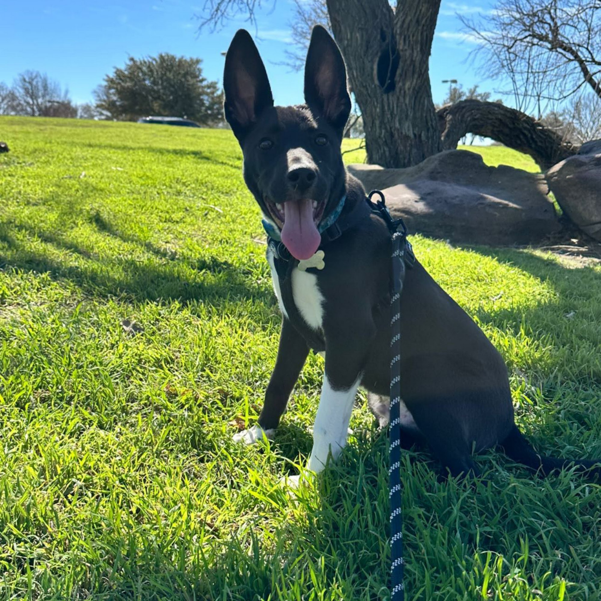 Pawpular Pet Spaw Haltom City