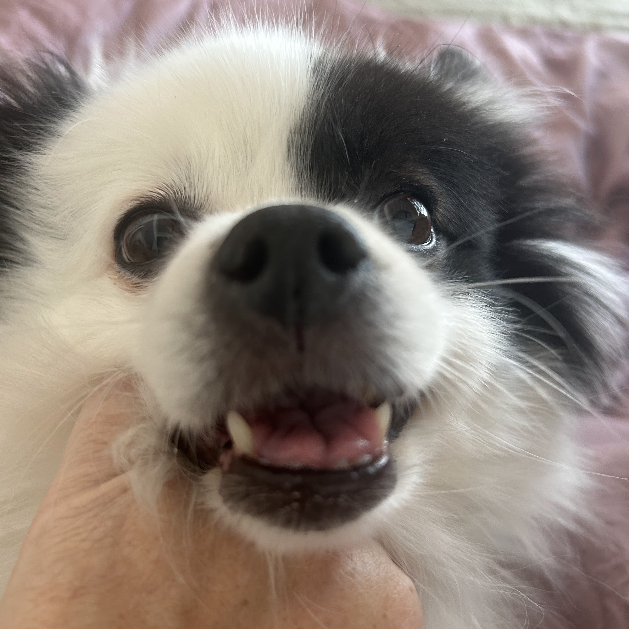 Hamilton Veterinary Clinic Hamilton