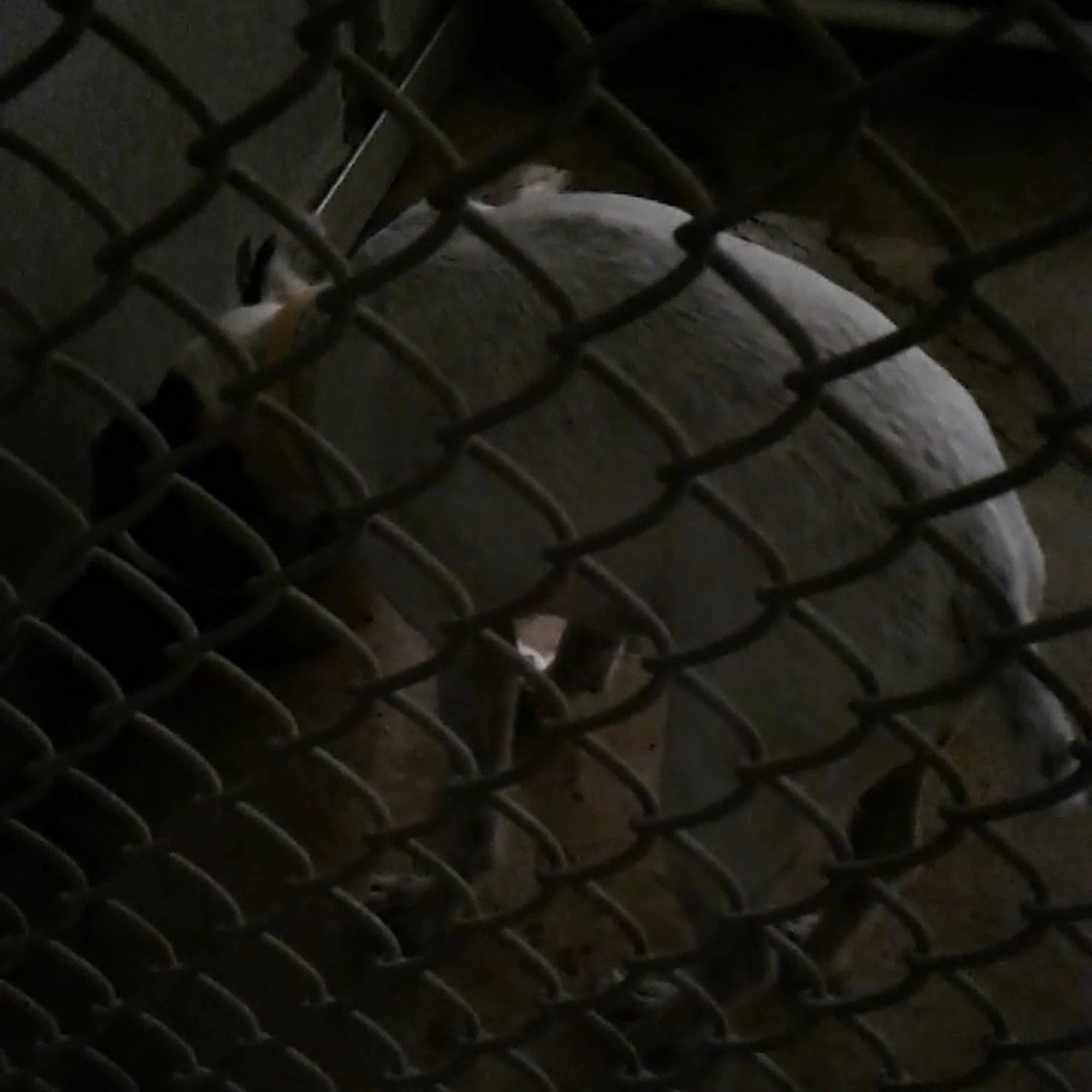 Altas Palmas Animal Clinic Harlingen