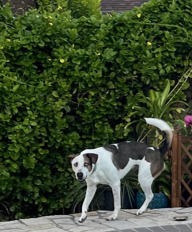 Altas Palmas Animal Clinic: Putnam Lorna S DVM Harlingen