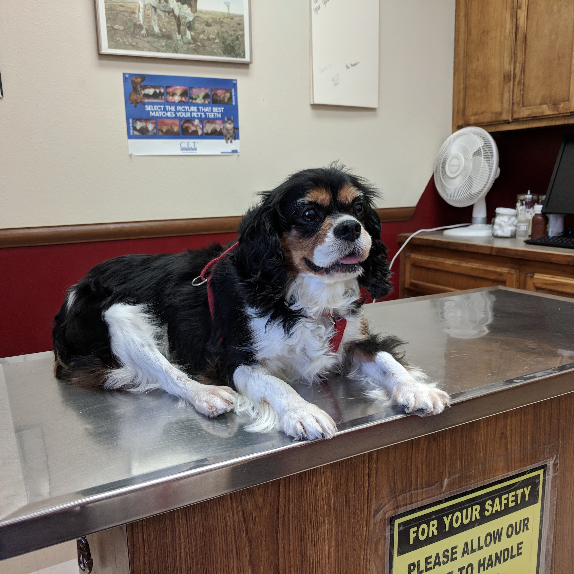 Altas Palmas Animal Clinic: Putnam Lorna S DVM Harlingen