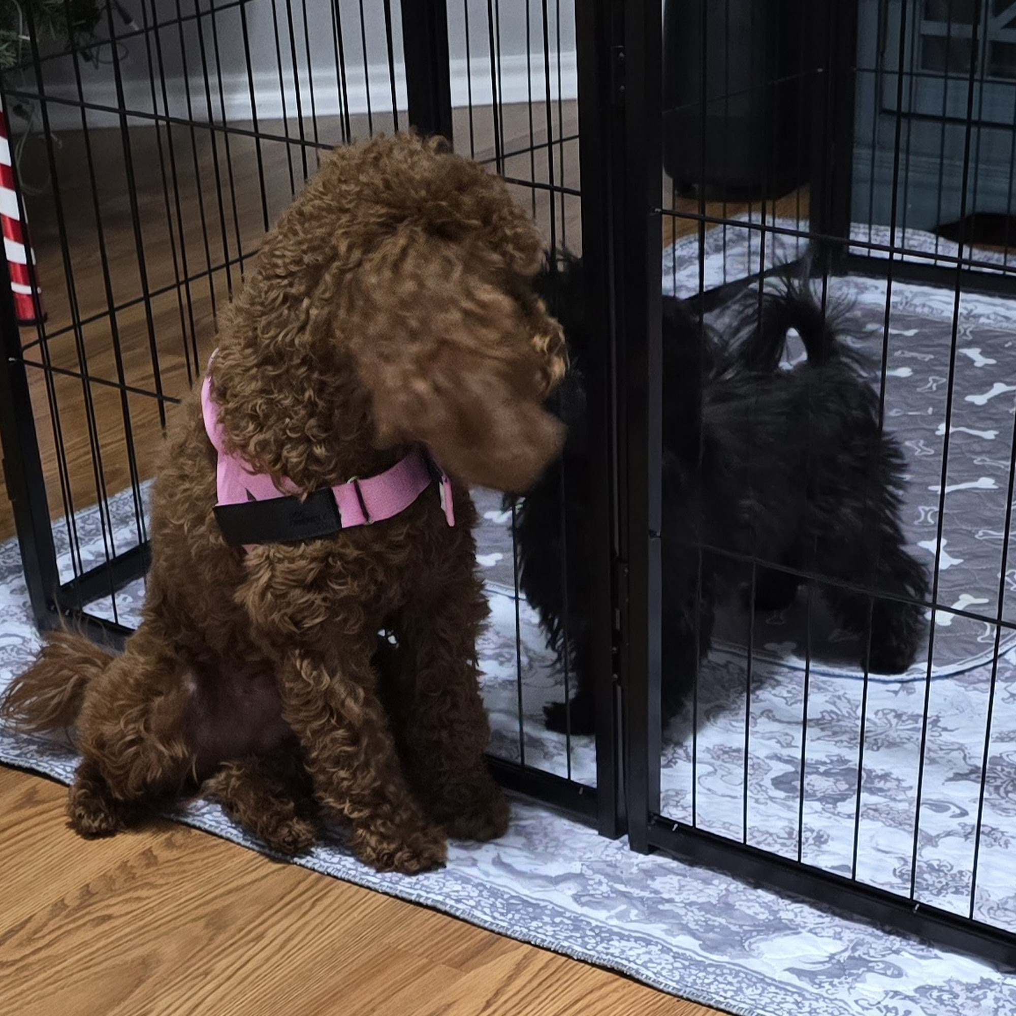 Haslet Veterinary Clinic Haslet