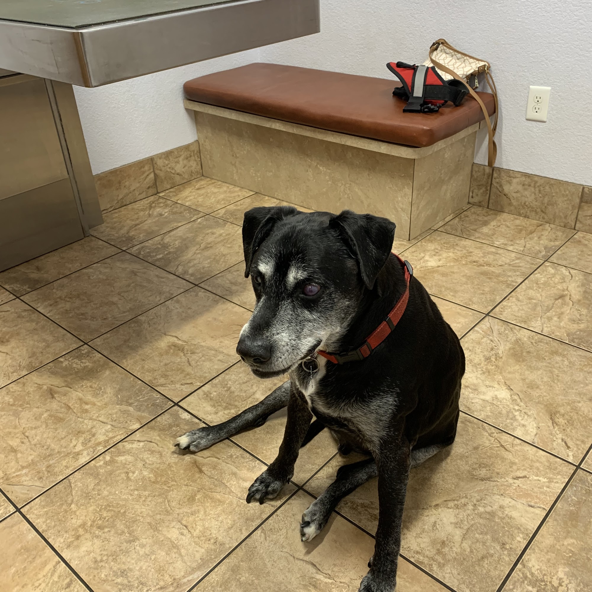 Avondale Haslet Animal Clinic Haslet