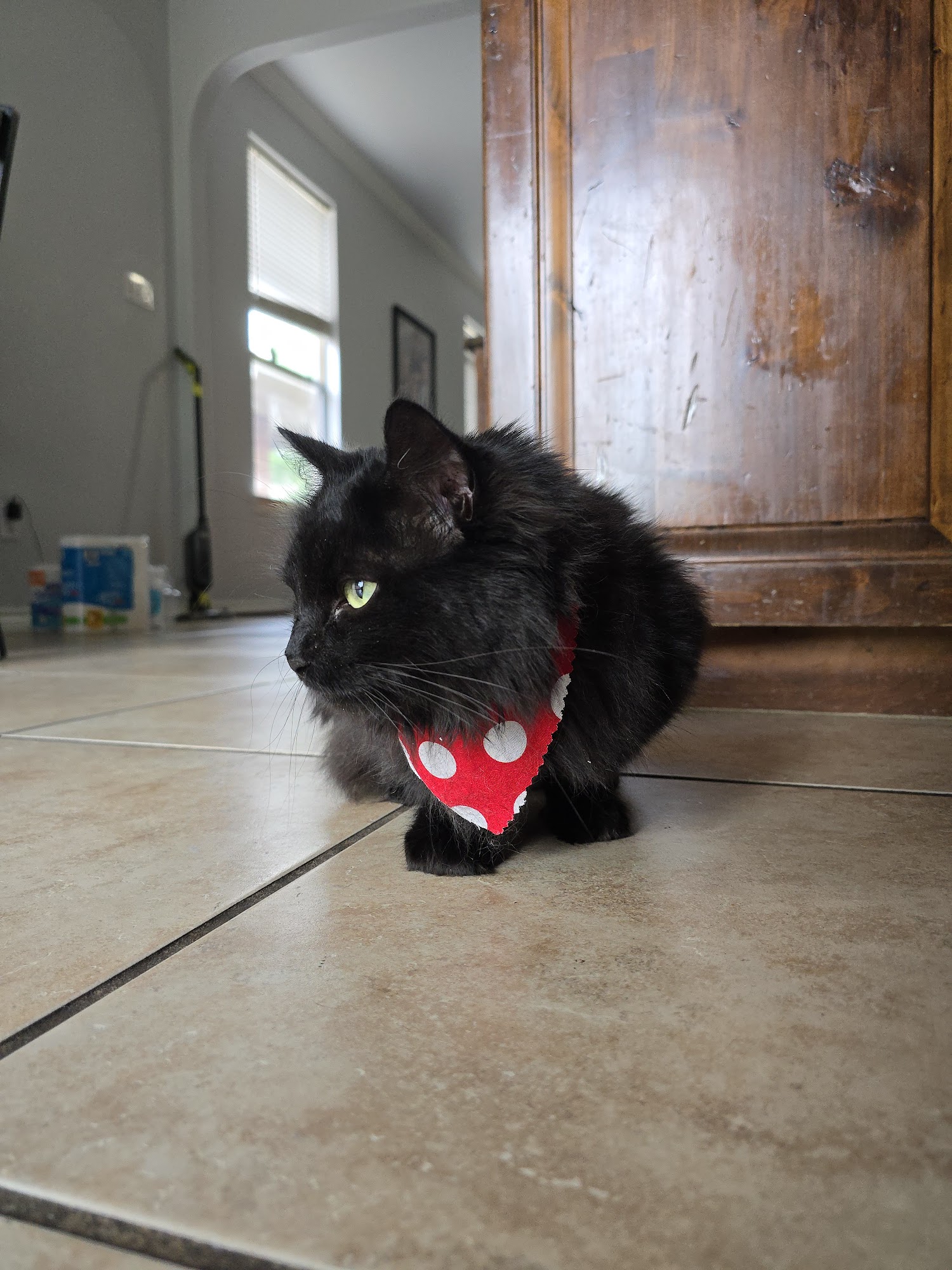 PetMe Grooming and Supplies Haslet