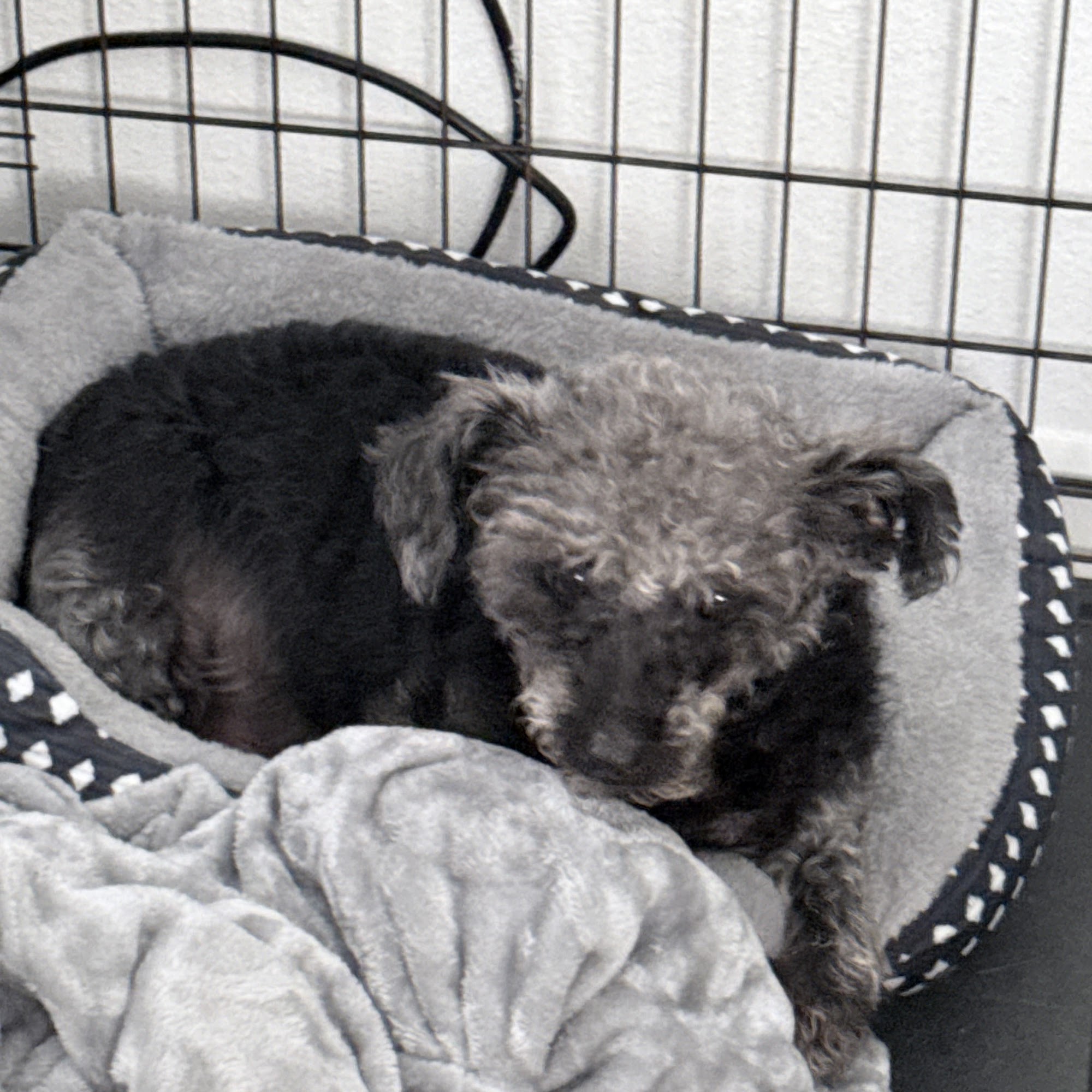 Robertson County Veterinary Hearne