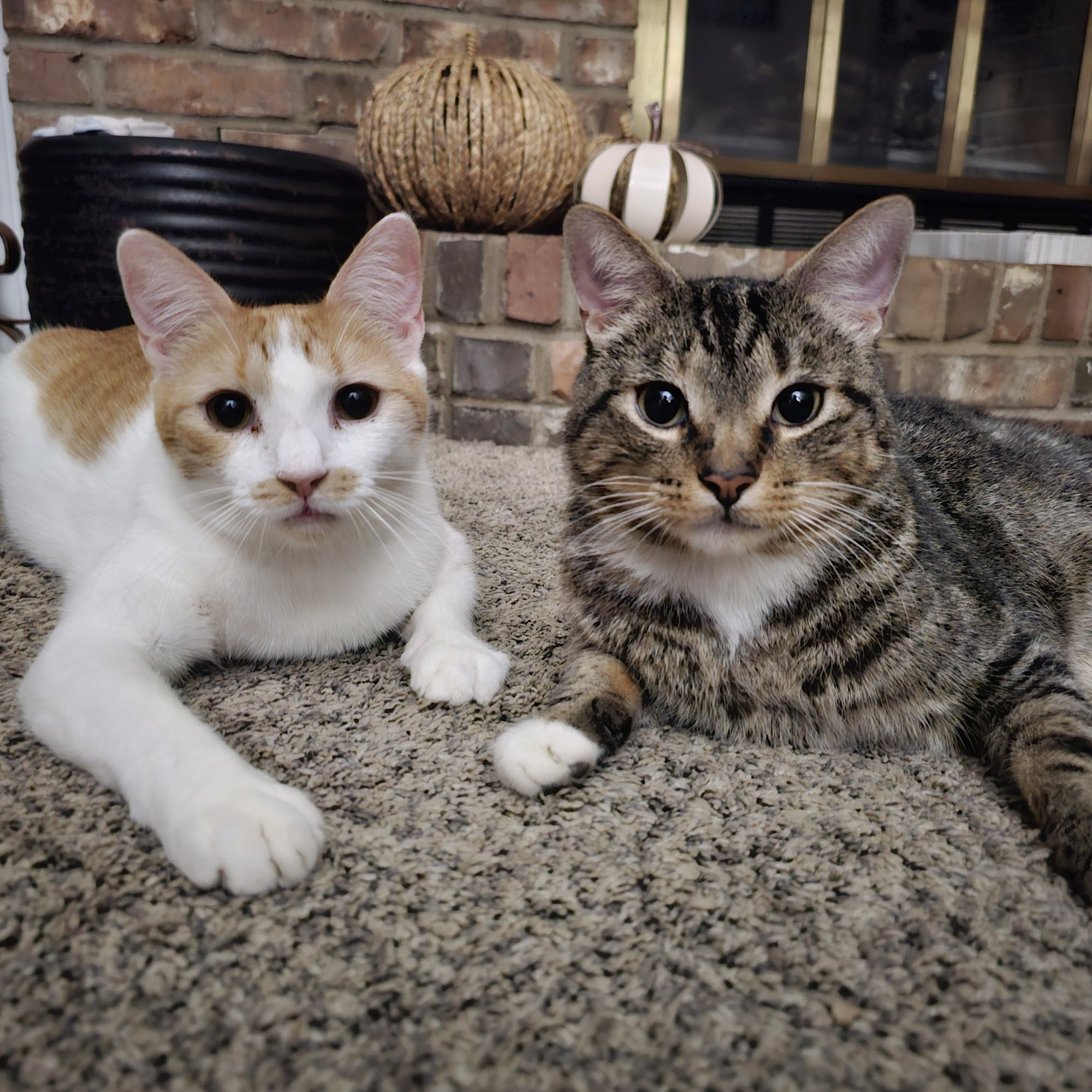 Crossroads Companion Animal Hospital Hearne