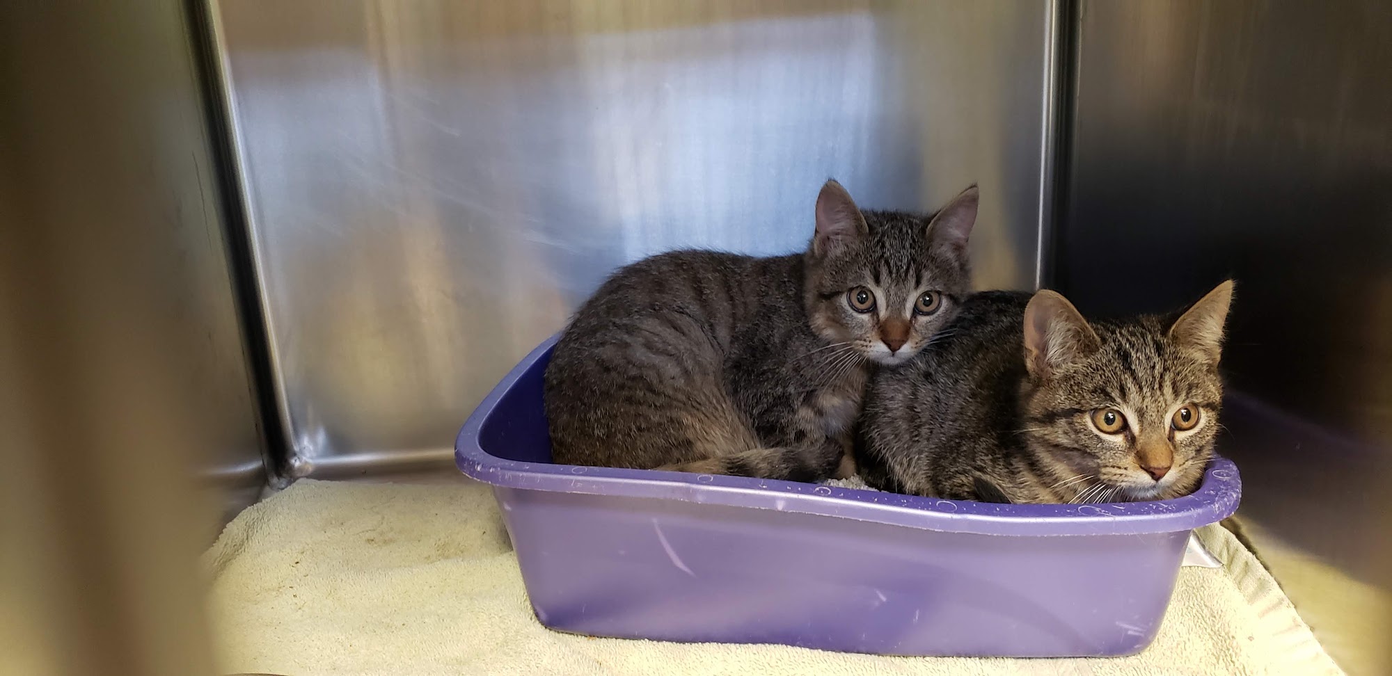 HOPE Rescue Center (Handfuls on Purpose Enterprizes) Hearne