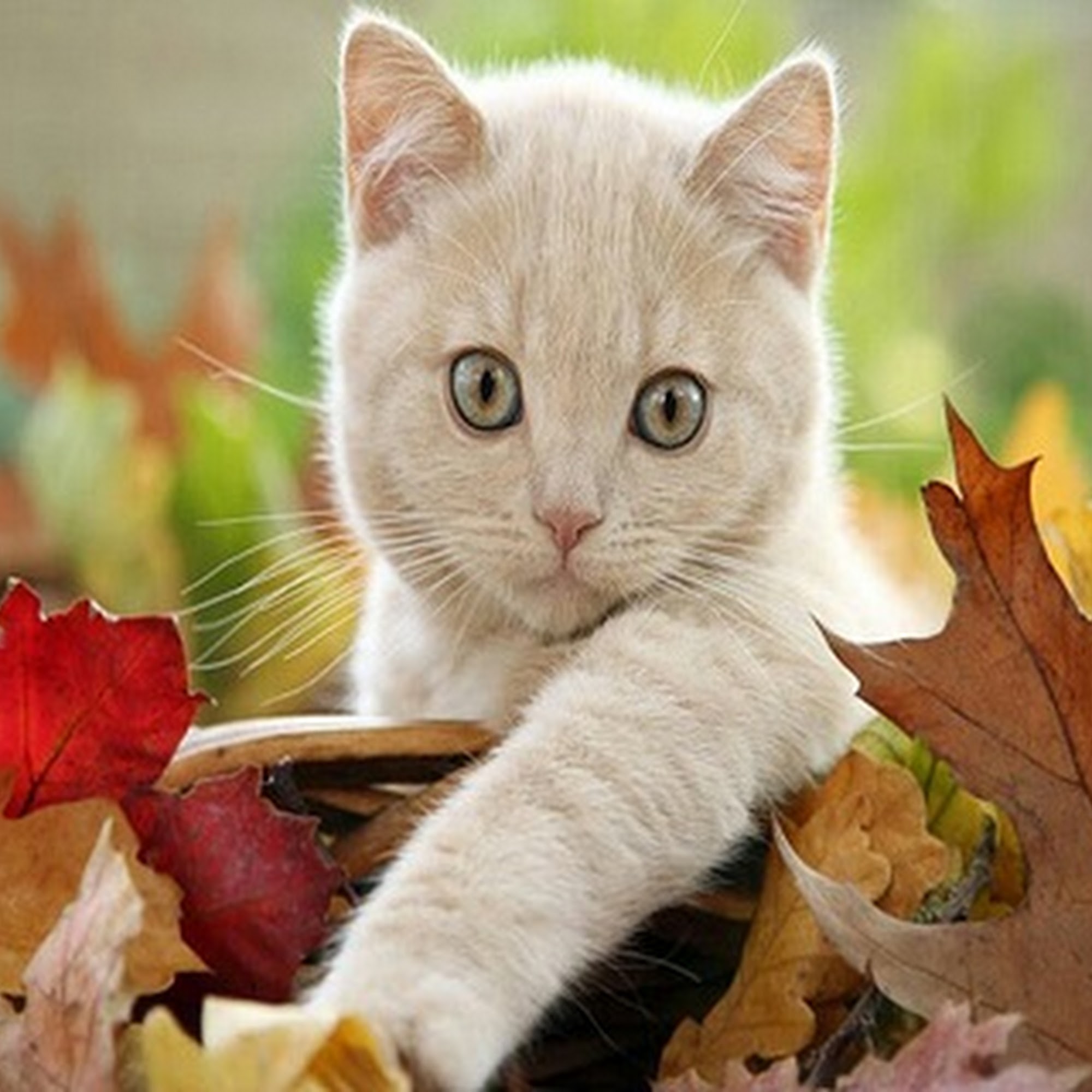 Hooves & Paws Veterinary Clinic Helotes