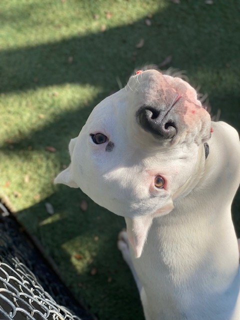 The Palms Pet Resort & Spa Helotes