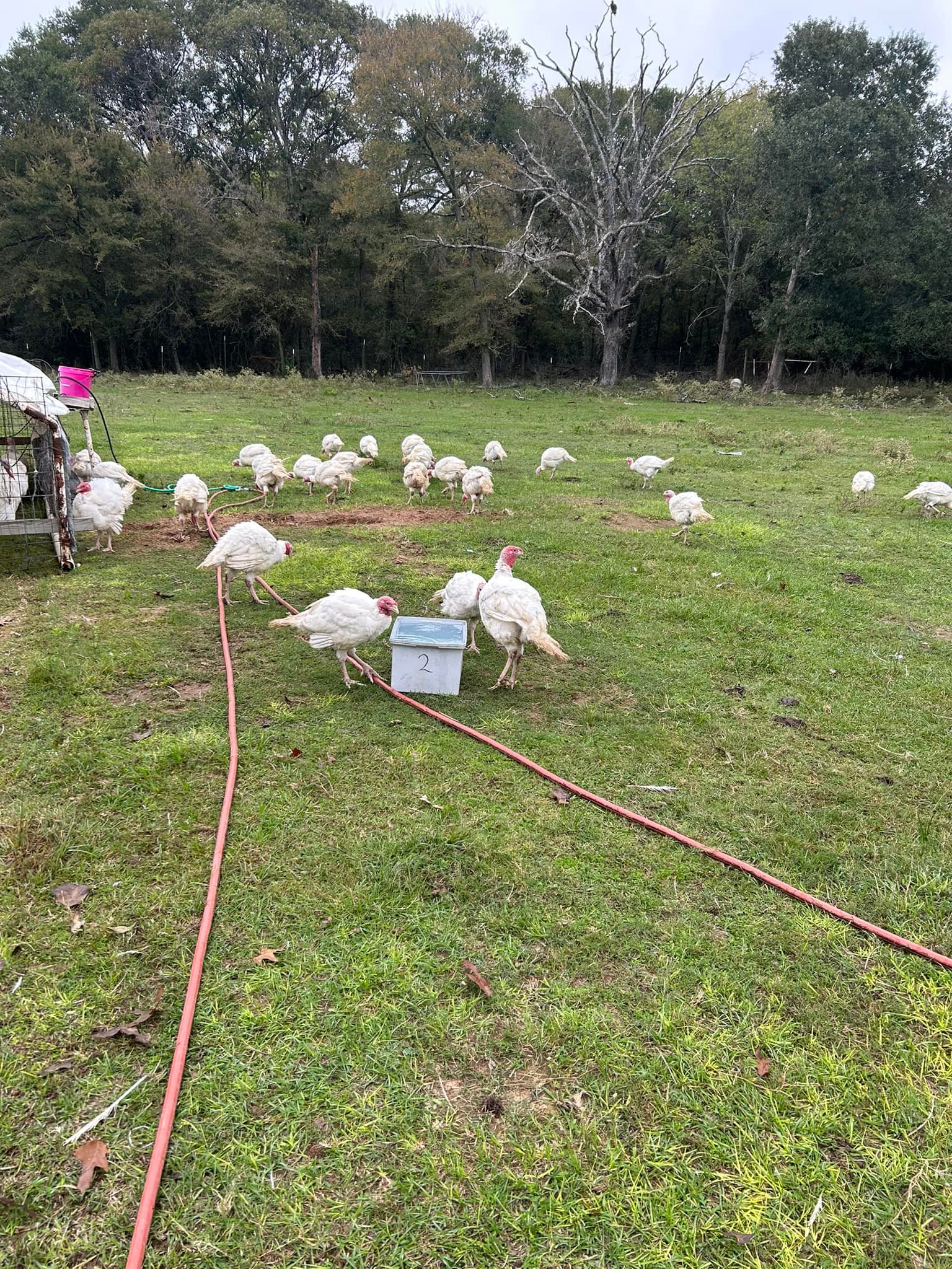 Oaks of Mamre Farm & Poultry Processing Hempstead