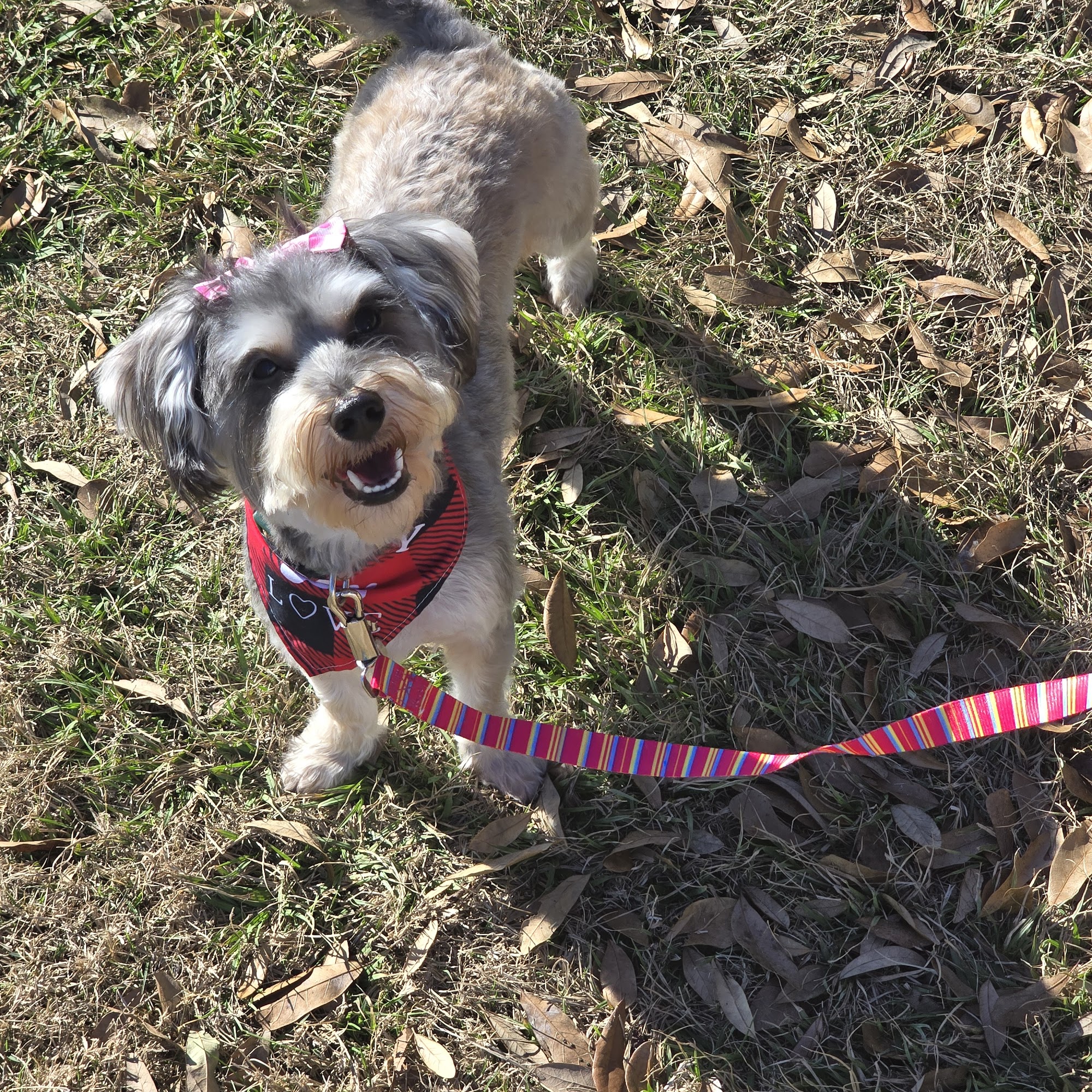 Lone Star Boarding Kennels Henderson