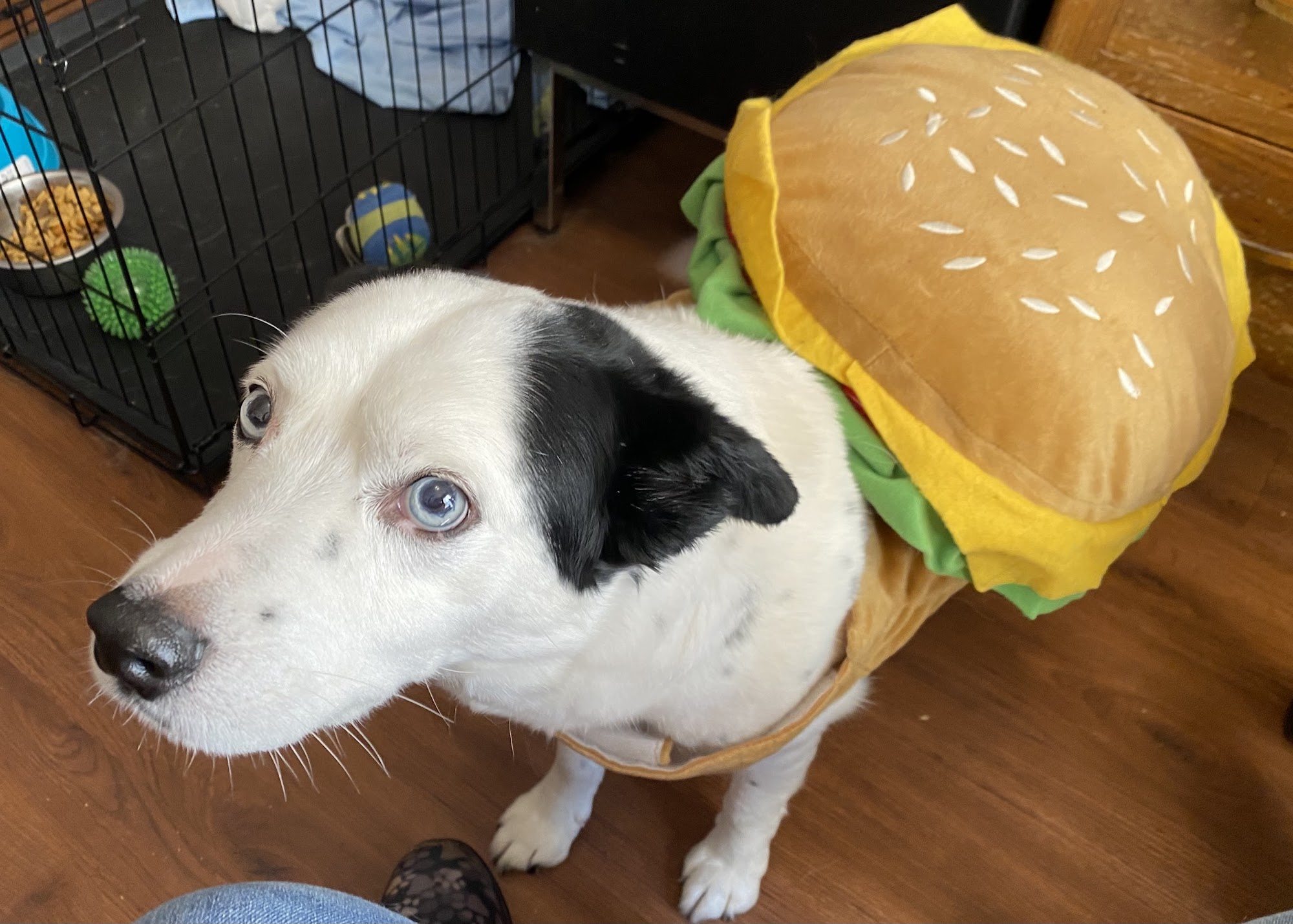 Clay County Animal Shelter Henrietta