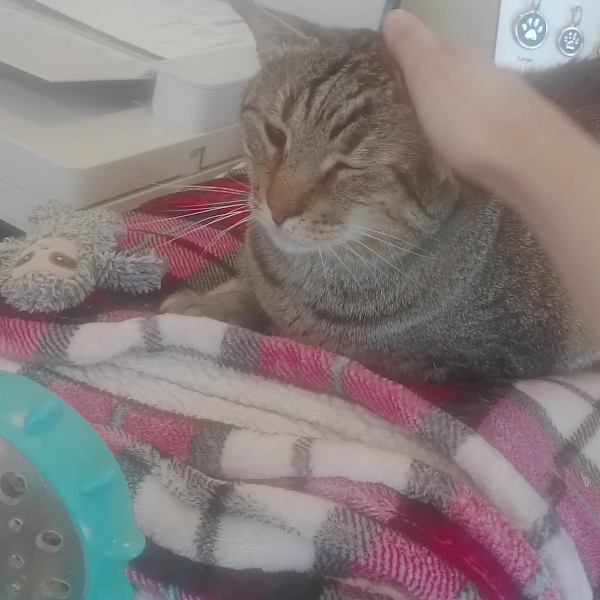 Corinth Veterinary Clinic Hickory Creek