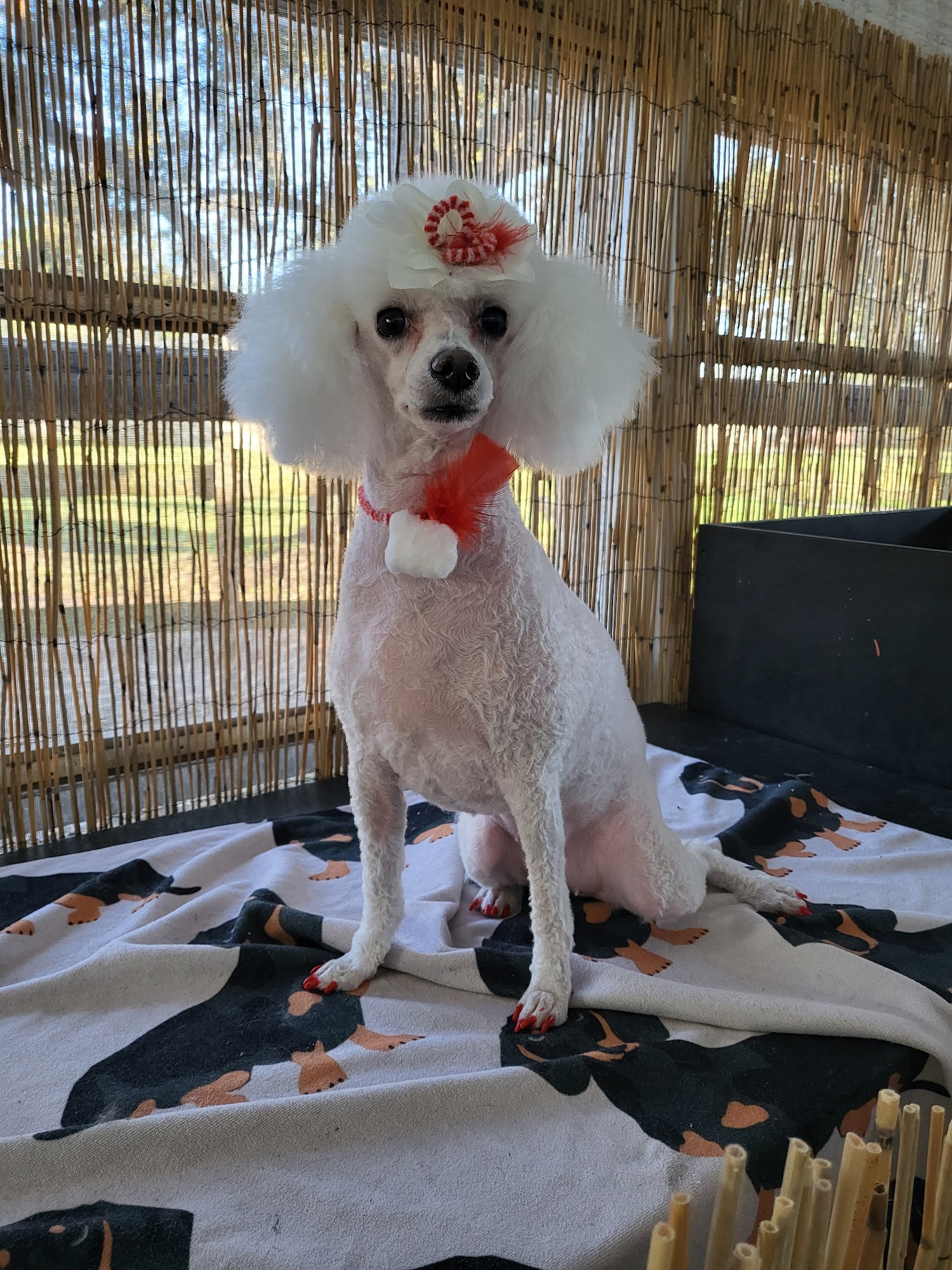 Gigi's Grooming Highlands