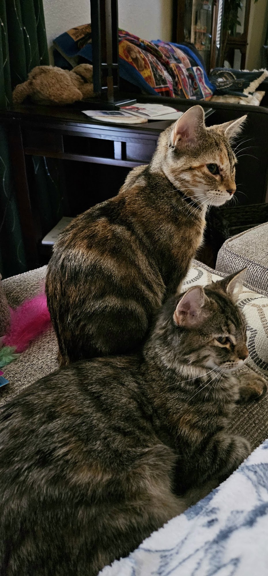 Hill County Paw Pals Hillsboro