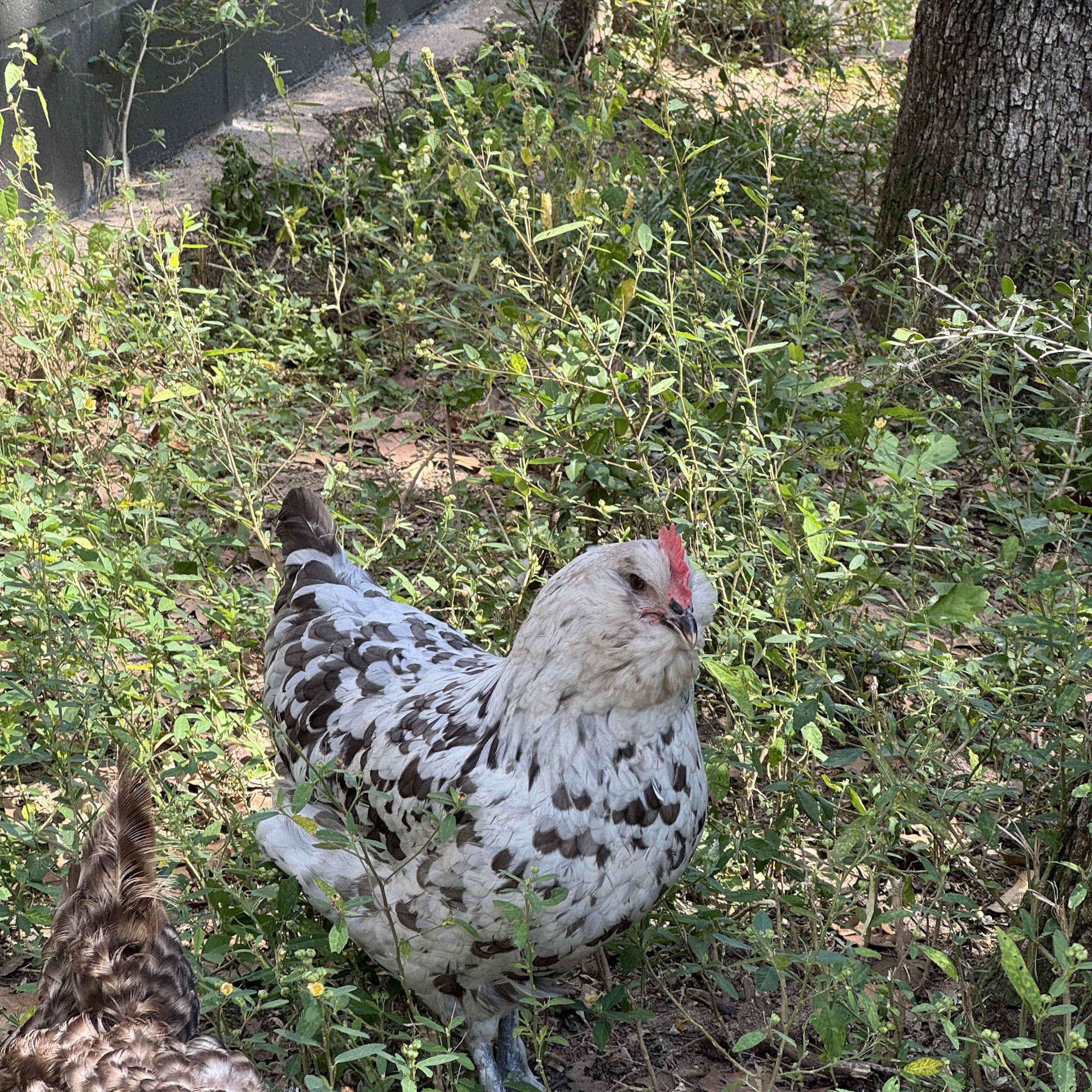 Clear Creek Forest Animal Hospital Hockley