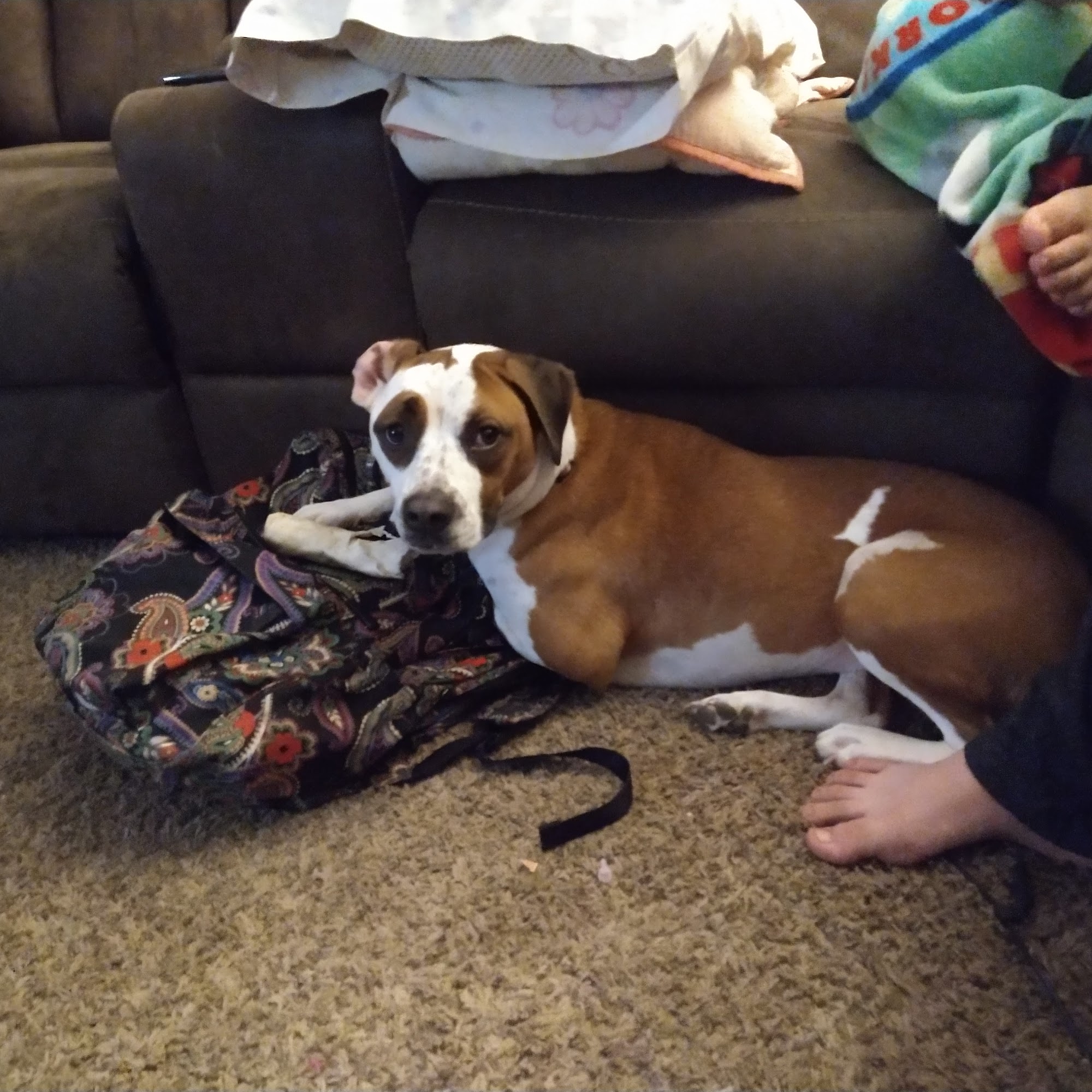 Hondo Veterinary Hospital Hondo