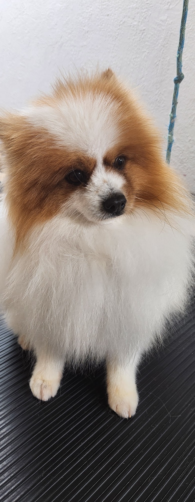 Mary Grooming Salon Horizon City