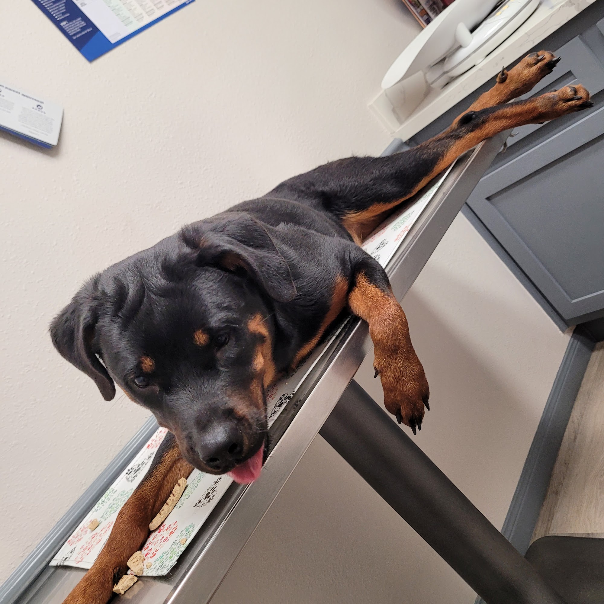 Kirkwood Veterinary Hospital Houston