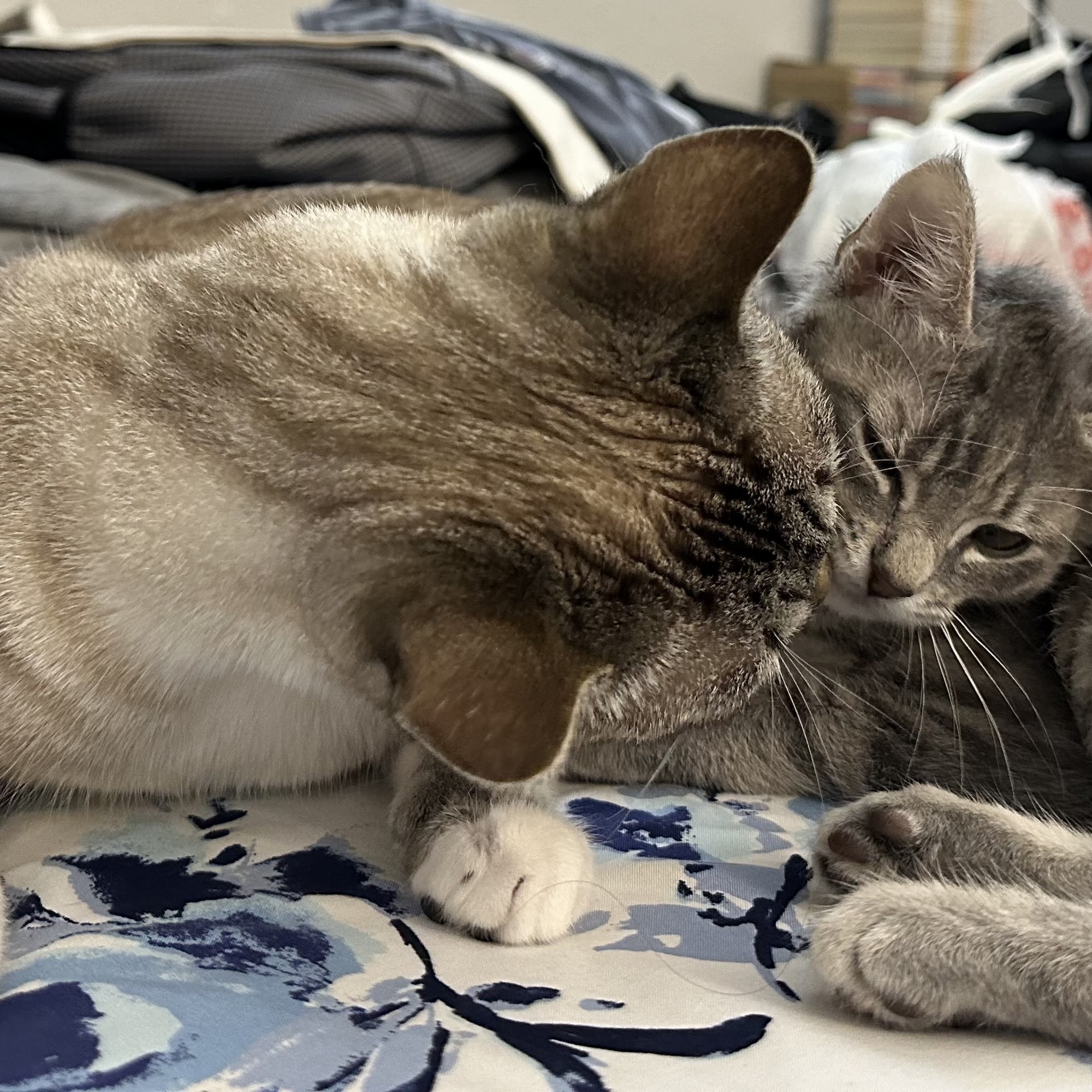 Ponderosa Animal Clinic Houston