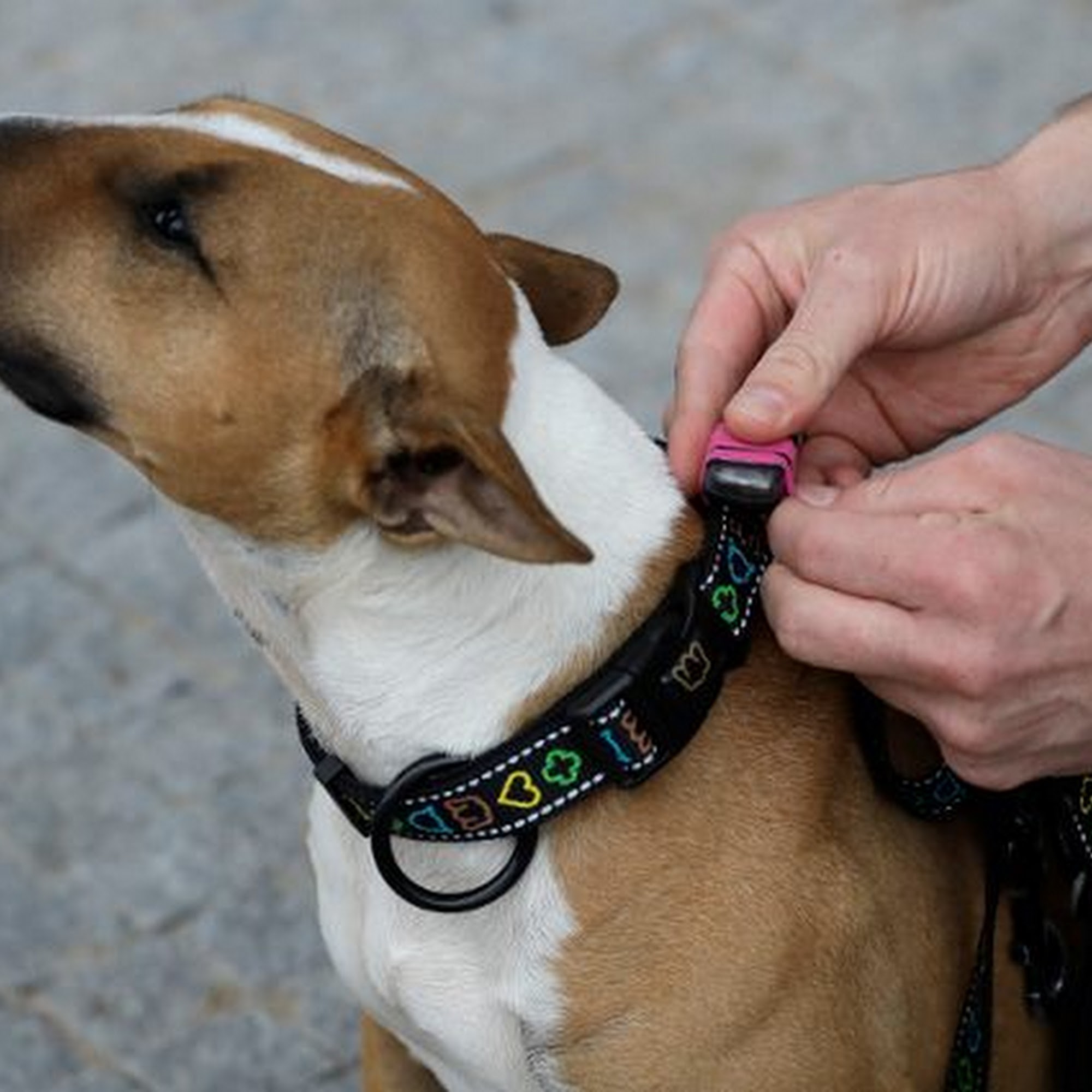 Northpark Animal Hospital Houston