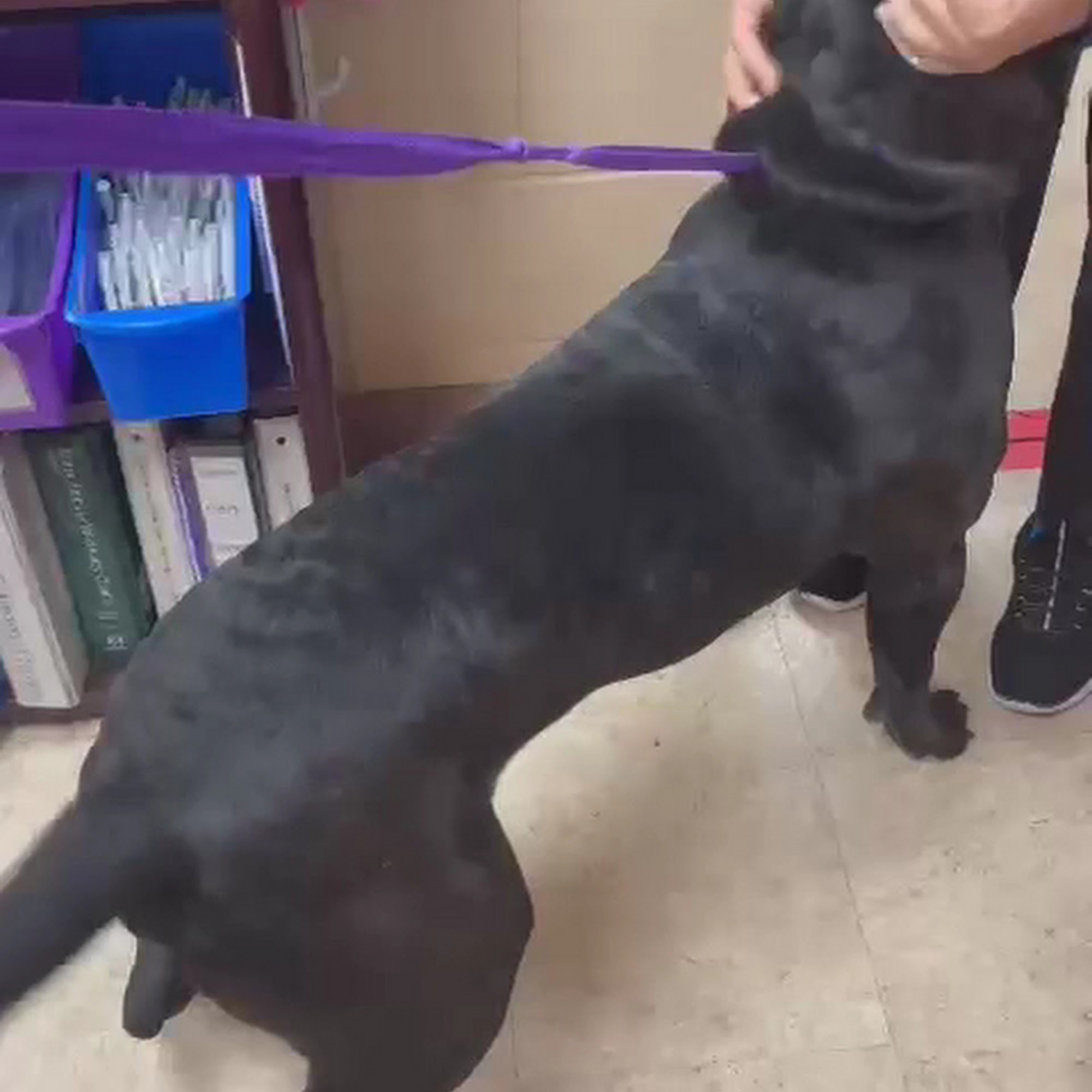 Suburbia North Animal Hospital Houston