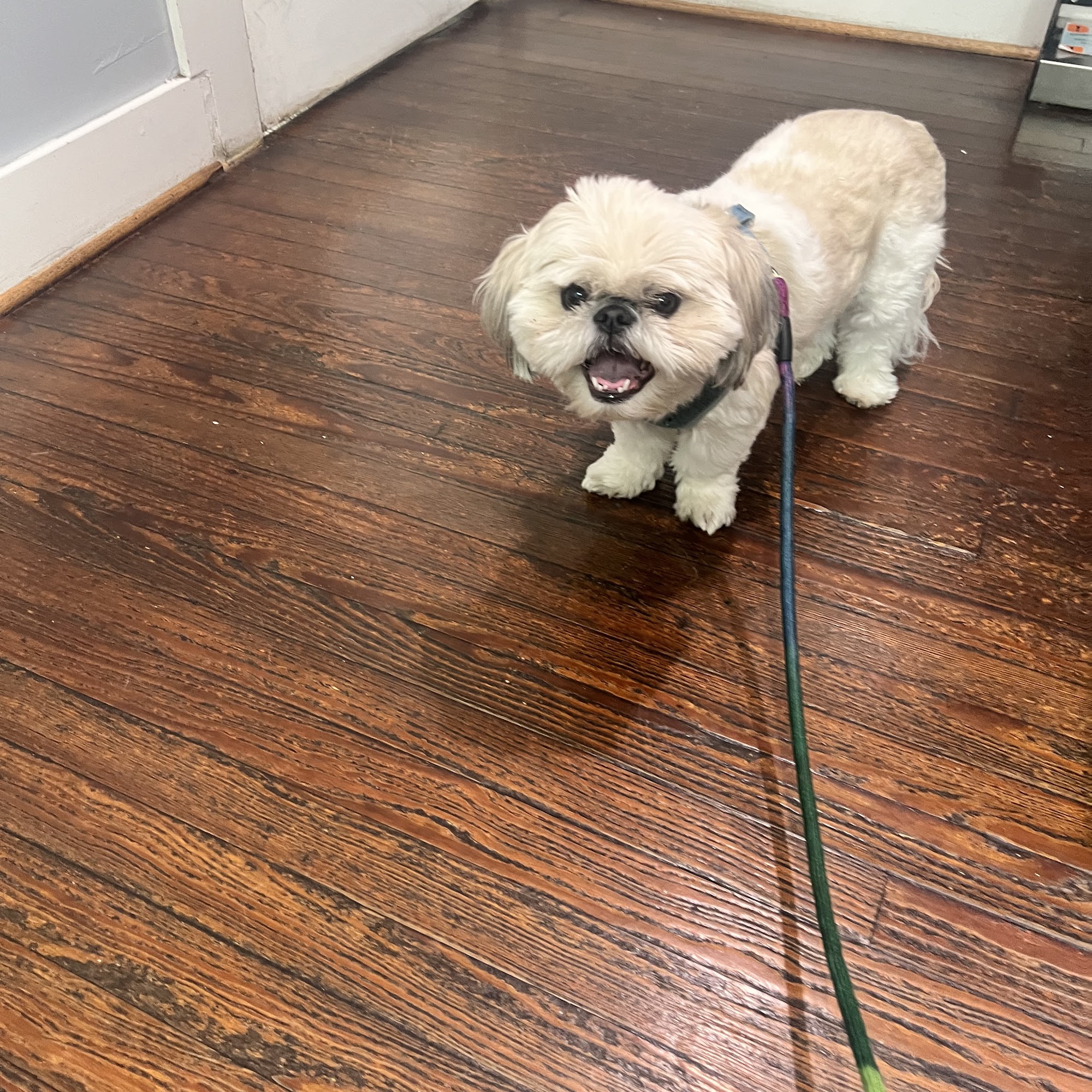 Midtown Veterinary Hospital Houston