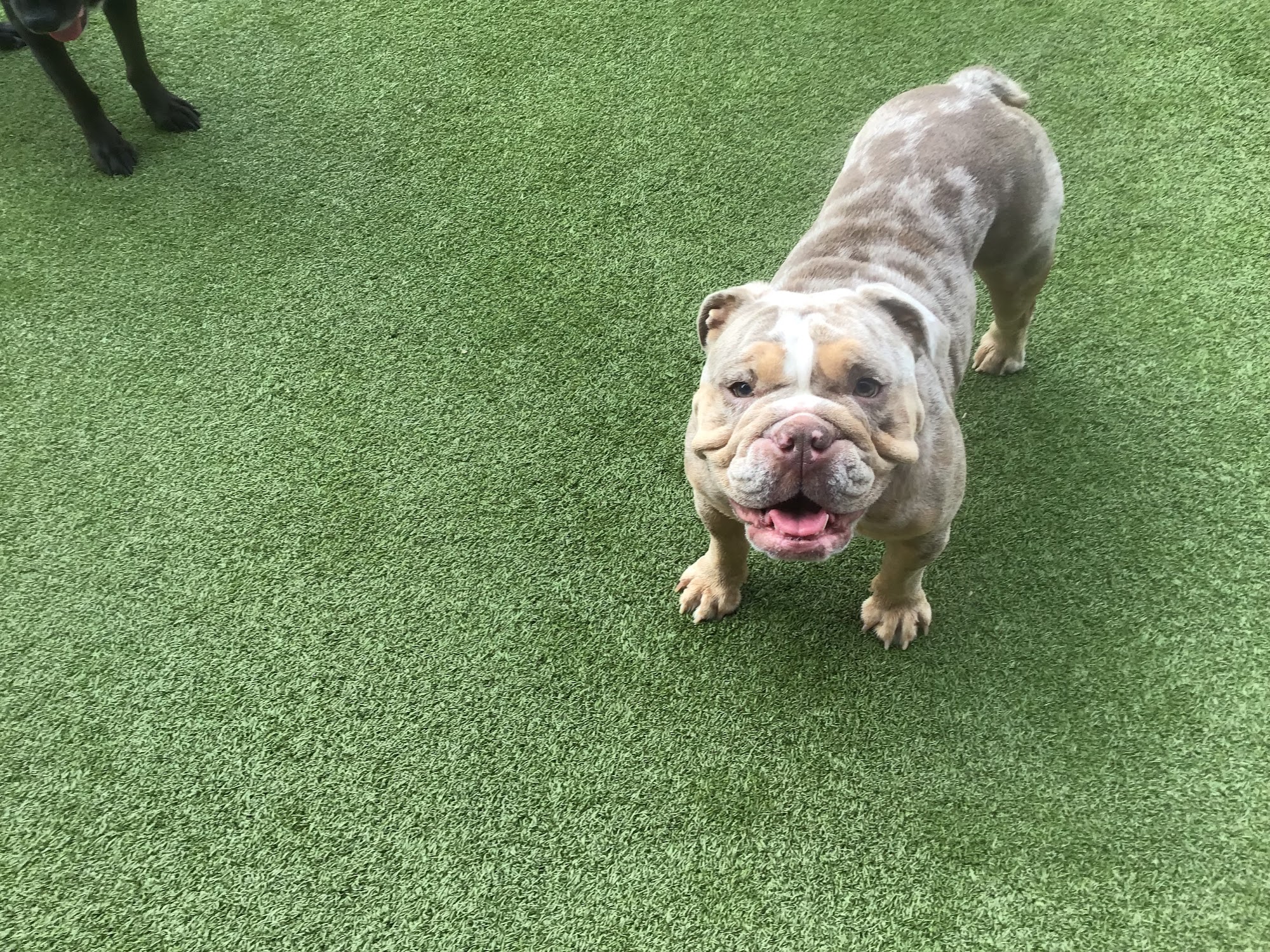 Jackson's Place Unleashed Pet Resort & Bakery Houston