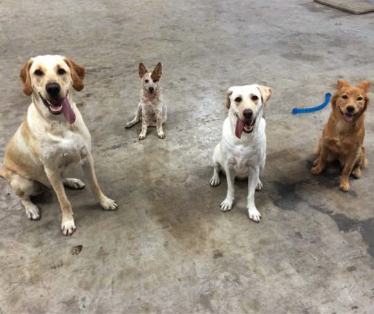 Houston Bark Park and Daycare Houston