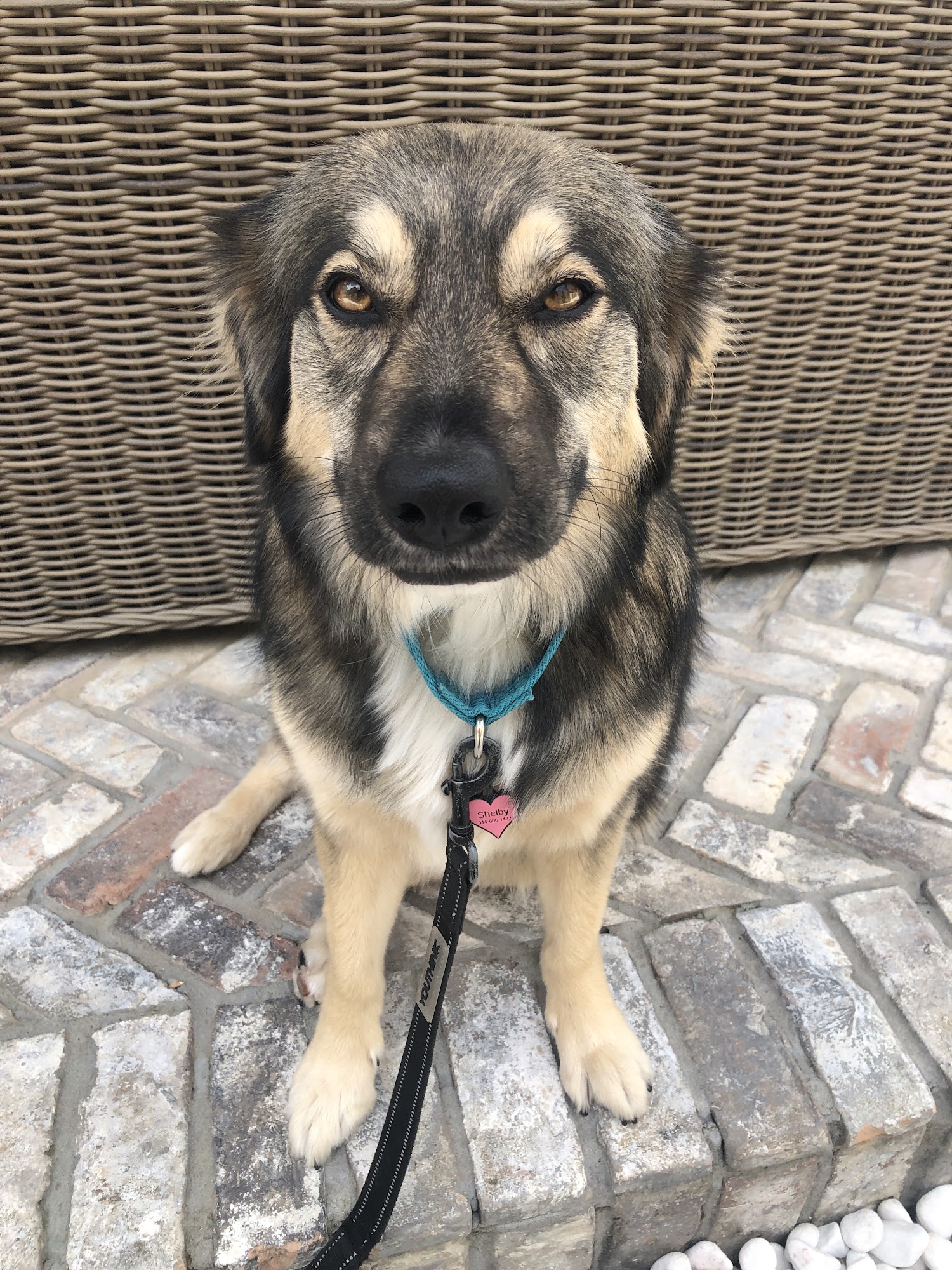 Beyond the Dog, LLC Houston